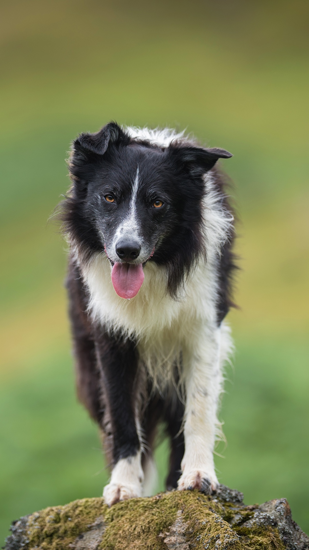 1080x1920   ЯНУТЕРНЫЙ Граница Колли - Мобильные ABYSS