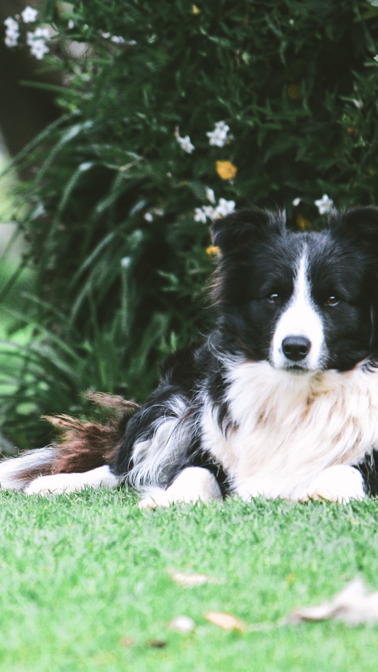 750x1334   - Границы Collie фона телефон - 800x1200 обои - Teahub.io 