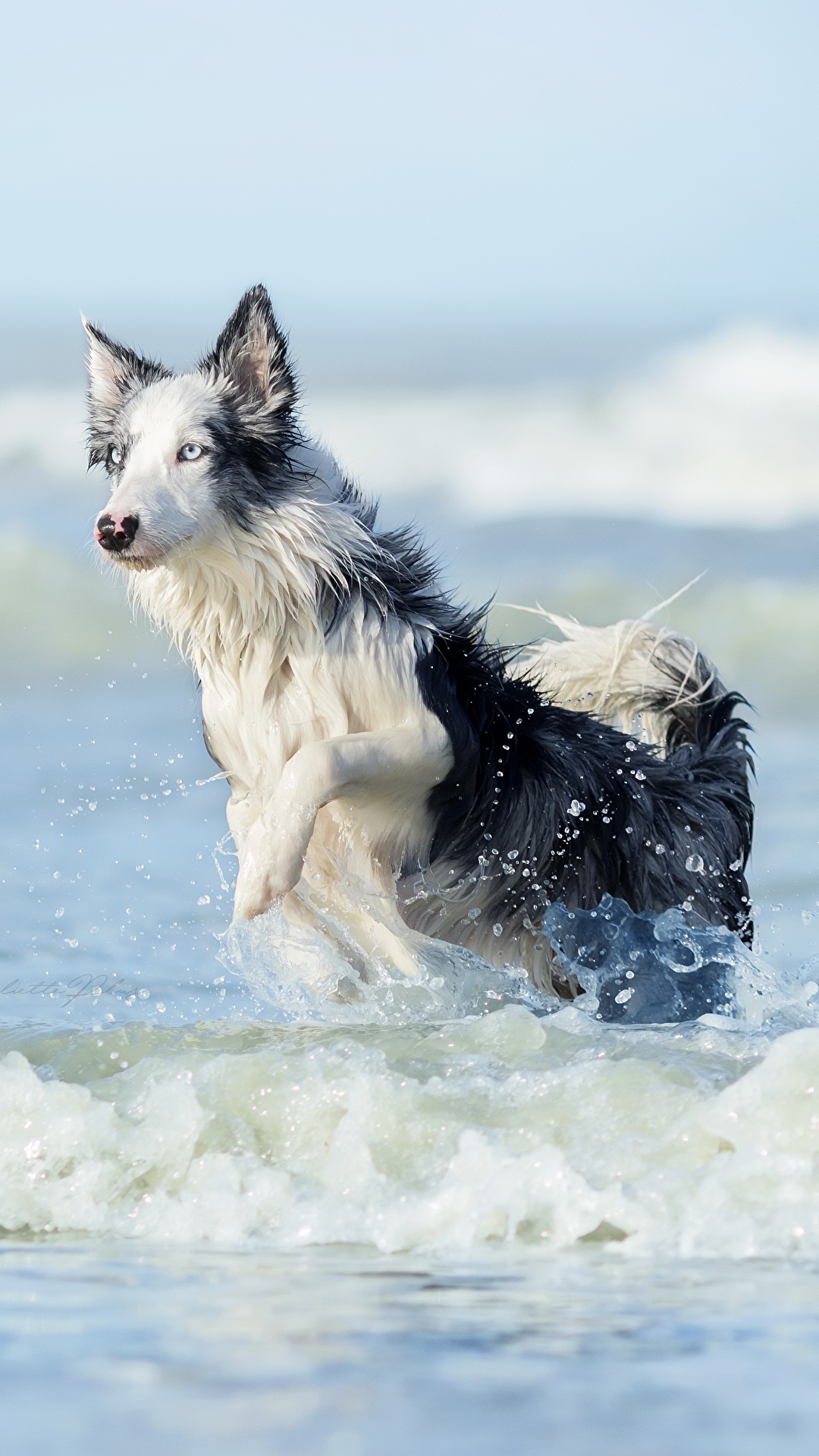 1080x1920  boberder Collie Обои для iPhone 6 Plus