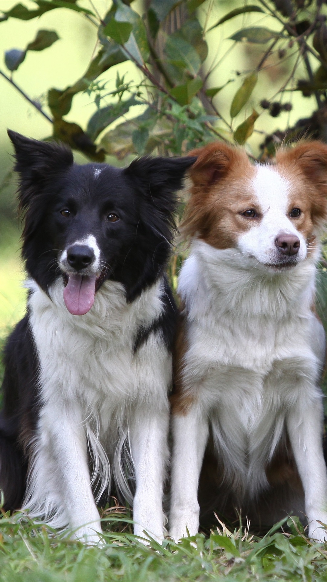 1080x1920  sfondi на ПК Границы Collie - 1080x1920 Обои - Teahub.io 