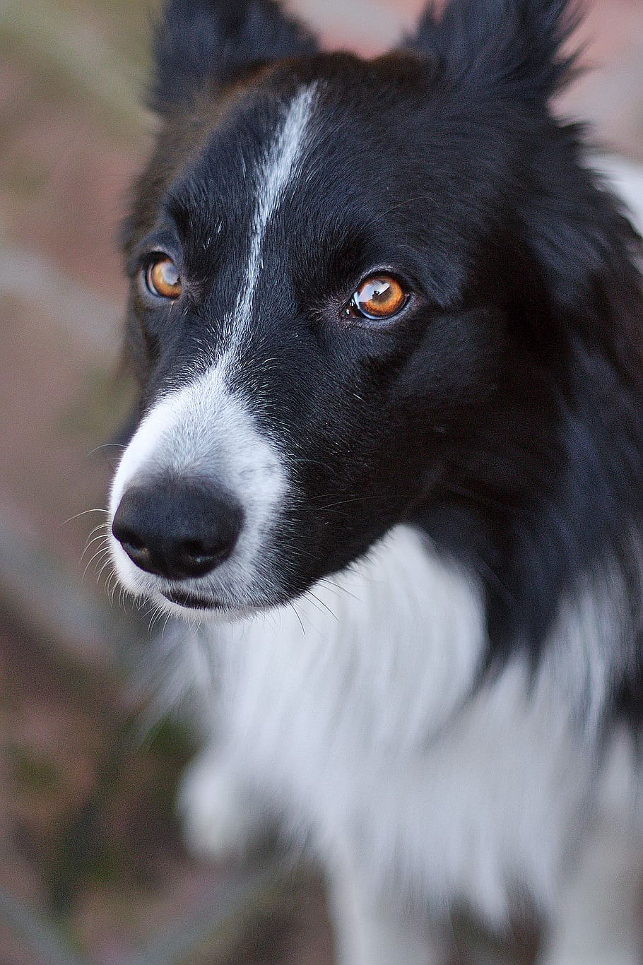 910x1366  borderder Collie - 950x1689 - Скачать HD обои - wallpapertip