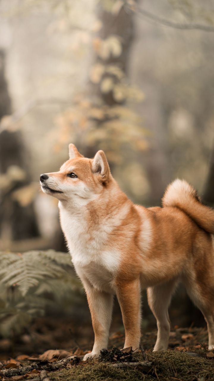 720x1280  akita INU Телефон Обои размещены Christopher Thompson