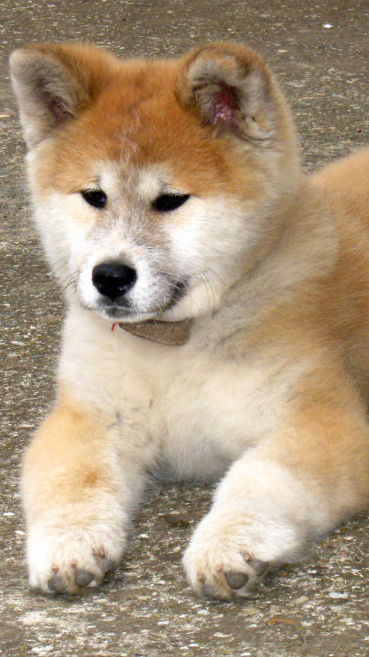 750x1334  _ANIMAL / AKITA (1080x1920) Обои |. . Peakpx