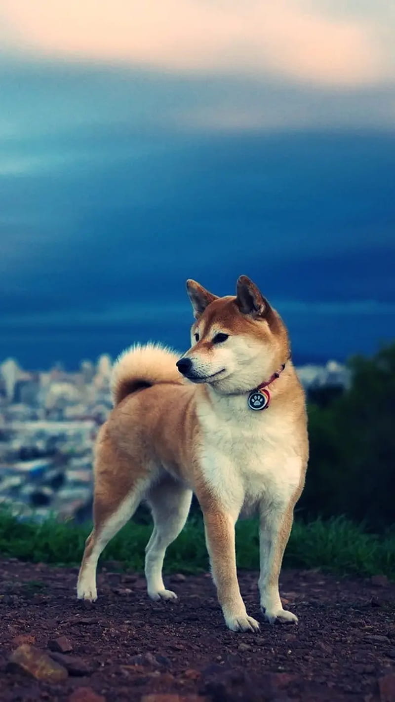 800x1422   American Akita Высокое разрешение abs stock photography И Изображения - Alamy