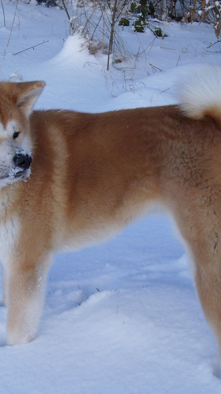 750x1334  hd Обои: Akita, собака, улыбка | Обои Flare