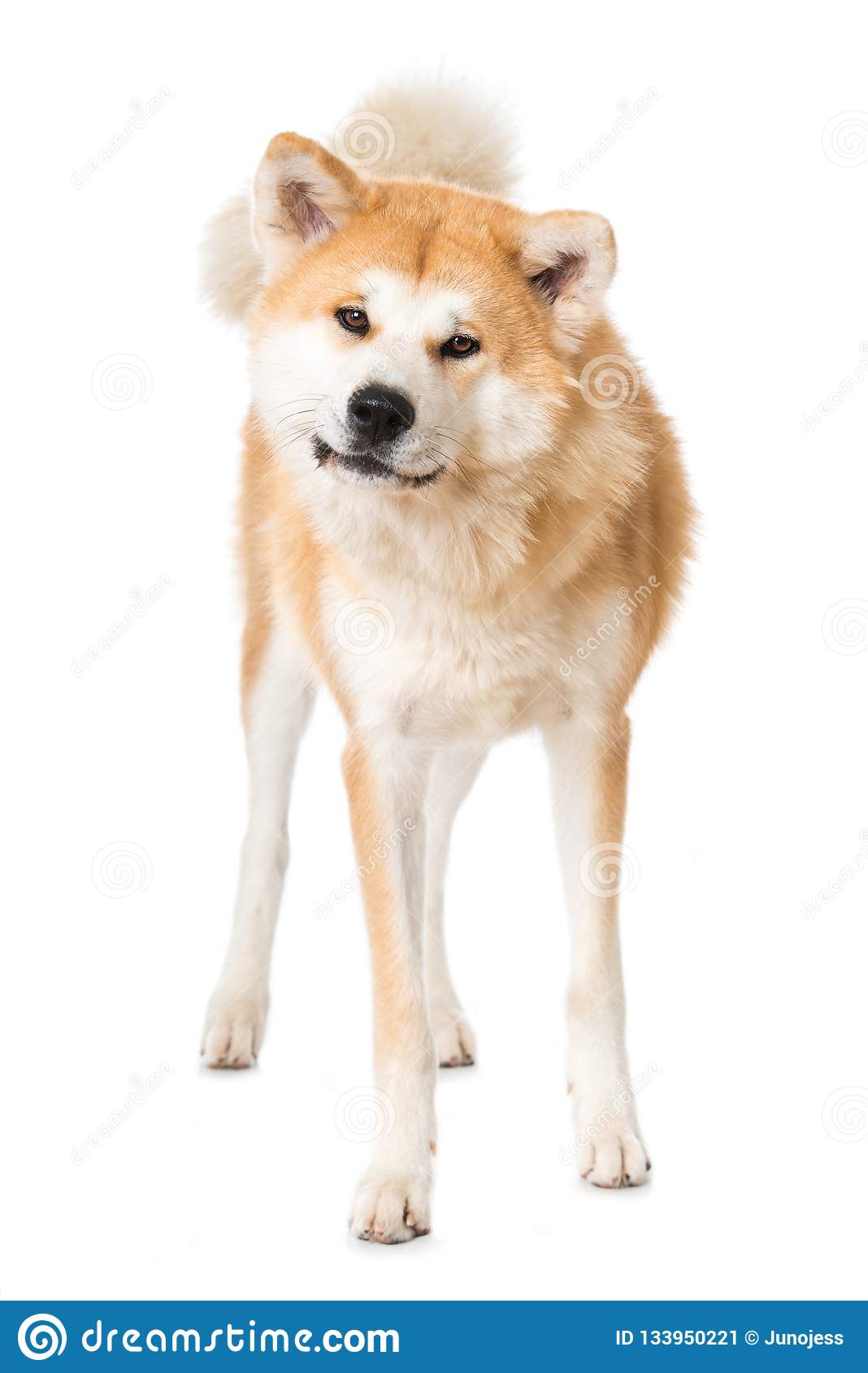 1068x1689   Американская акита высокая резолюция stock photography and Images - Alamy