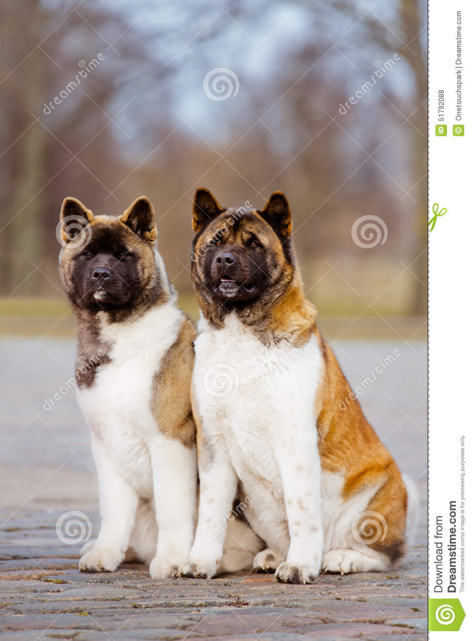 958x1300  akita americano, черный, собака, HD на мобильном обои | PeakPX