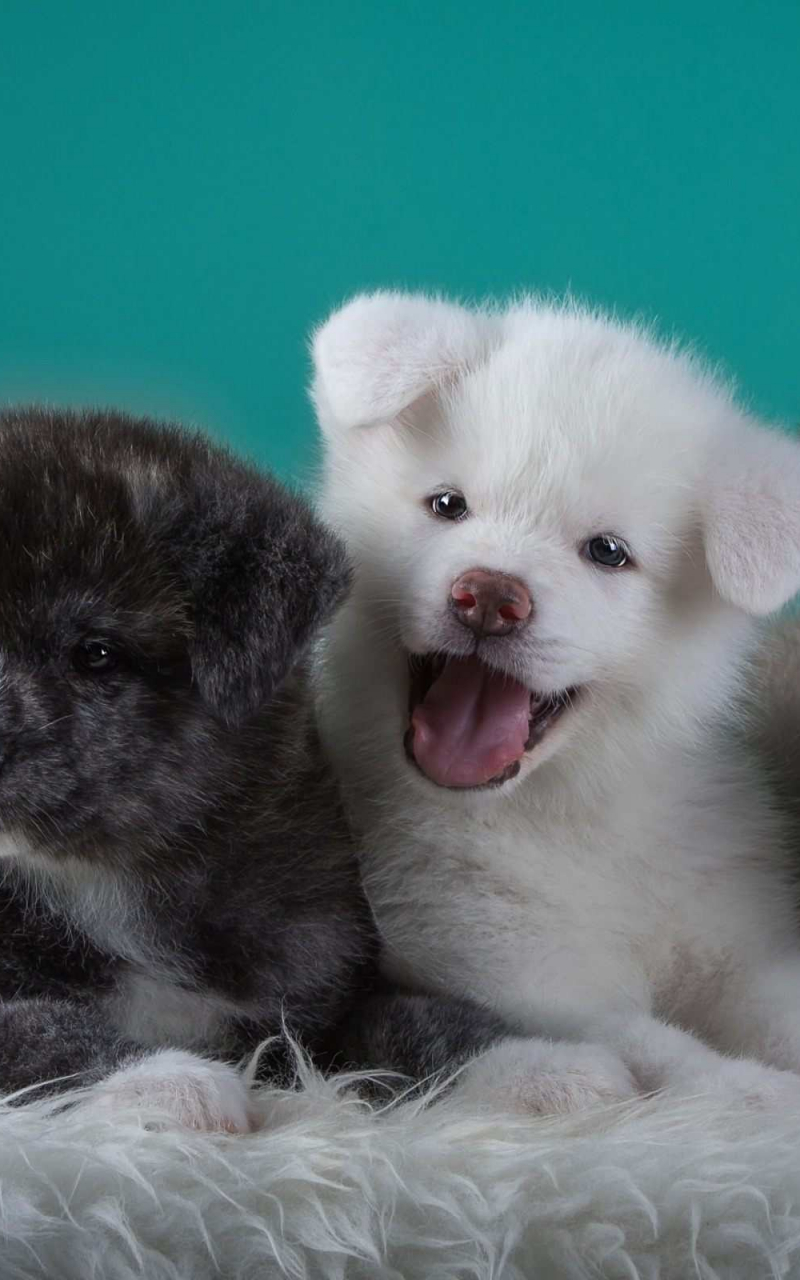 800x1280  Download Akita Изображения для Free 