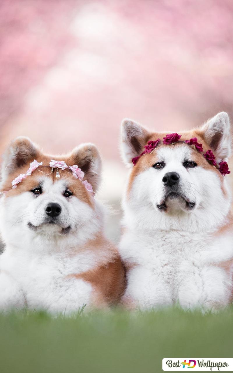 800x1280  ZEUS 13 недель Старый Американский Akita #DogPictures #Dogs #aww #CuteAnimals #dogsoftwitter #dog #Cute | Акита Собака, Американская Акита, Американская Akita Dog