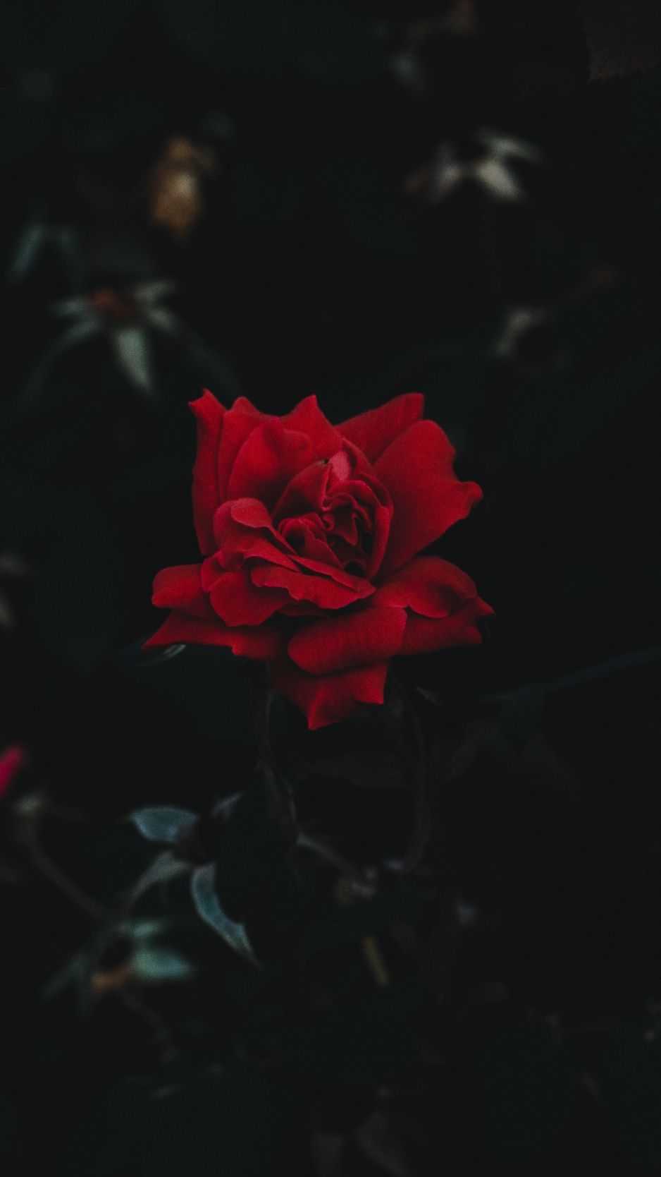 938x1668  black Rose Wallpaper - Enjpg
