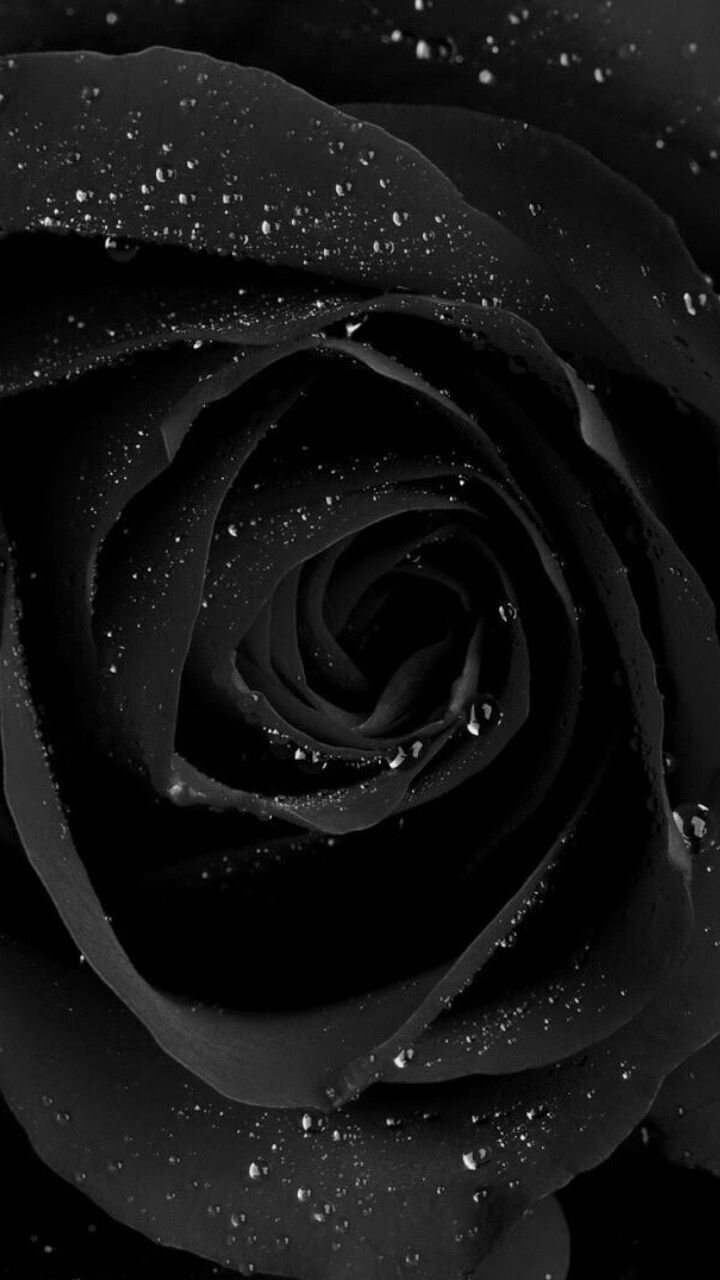 720x1280  black Rose Wallpaper iPhone - 736x1309 Обои - Teahub.io 