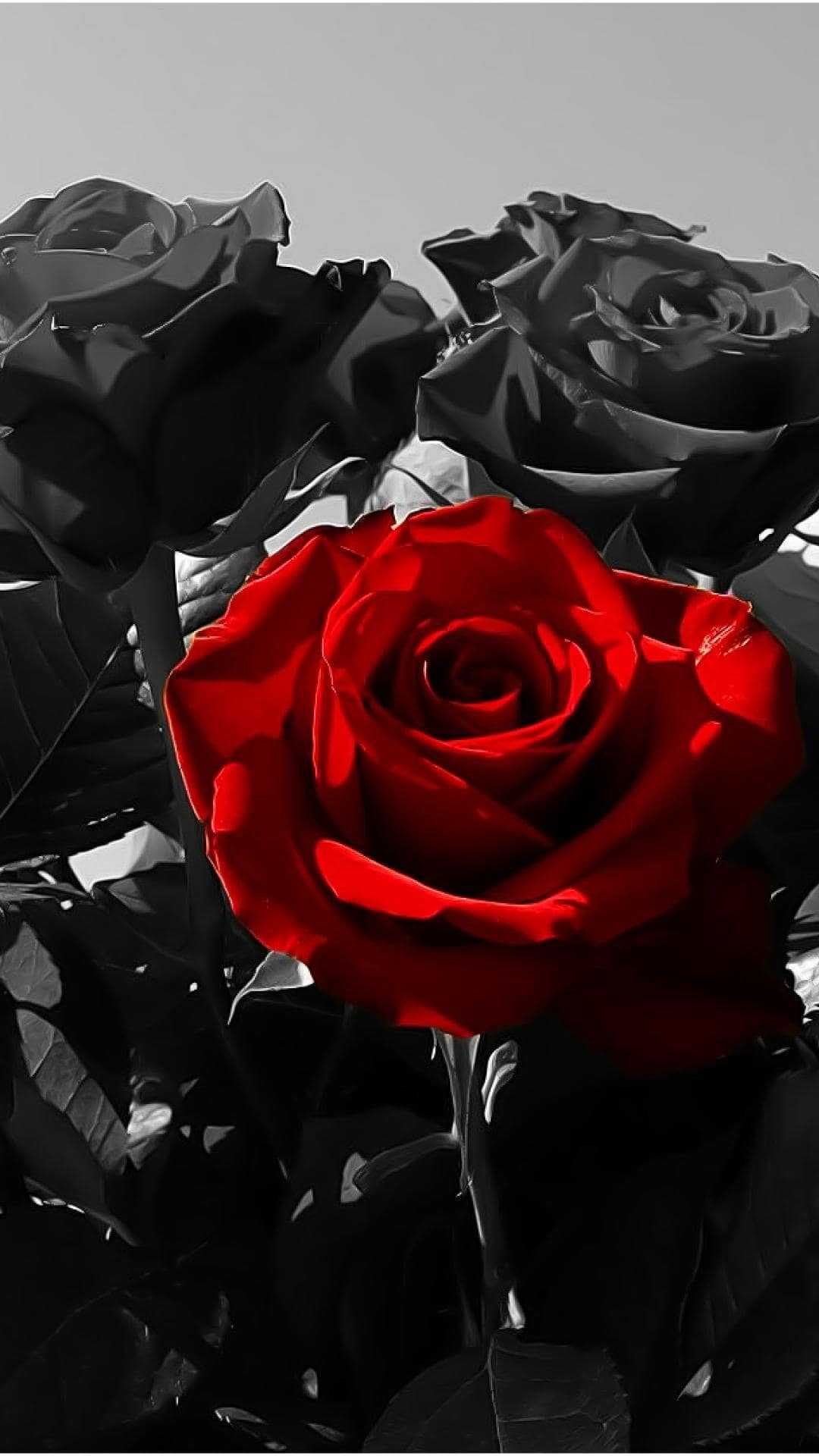 Черная роза