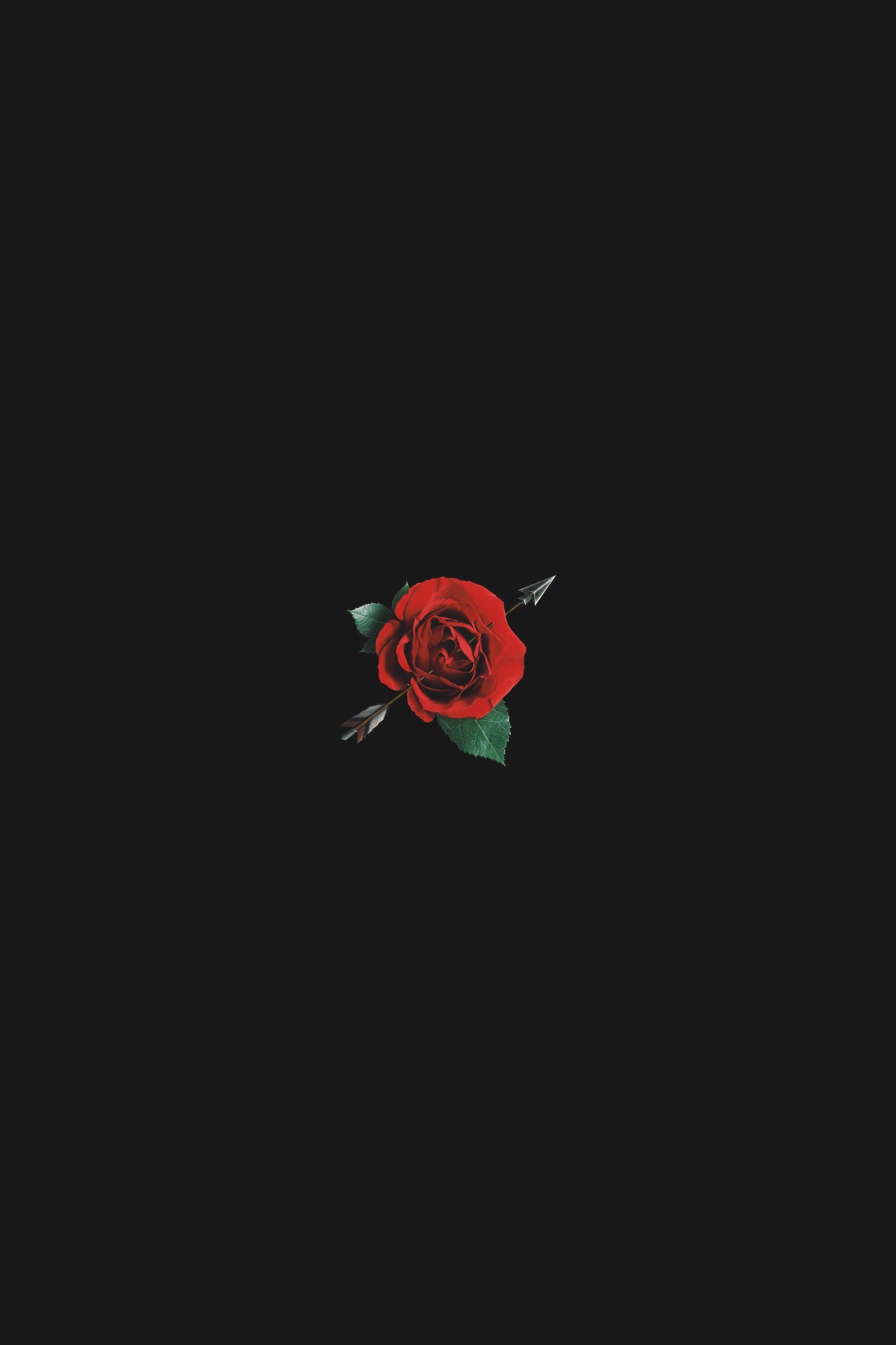 2200x3300  _rose Цветочные обои 4K, огонь, жжение, темные, цветы, # 464 