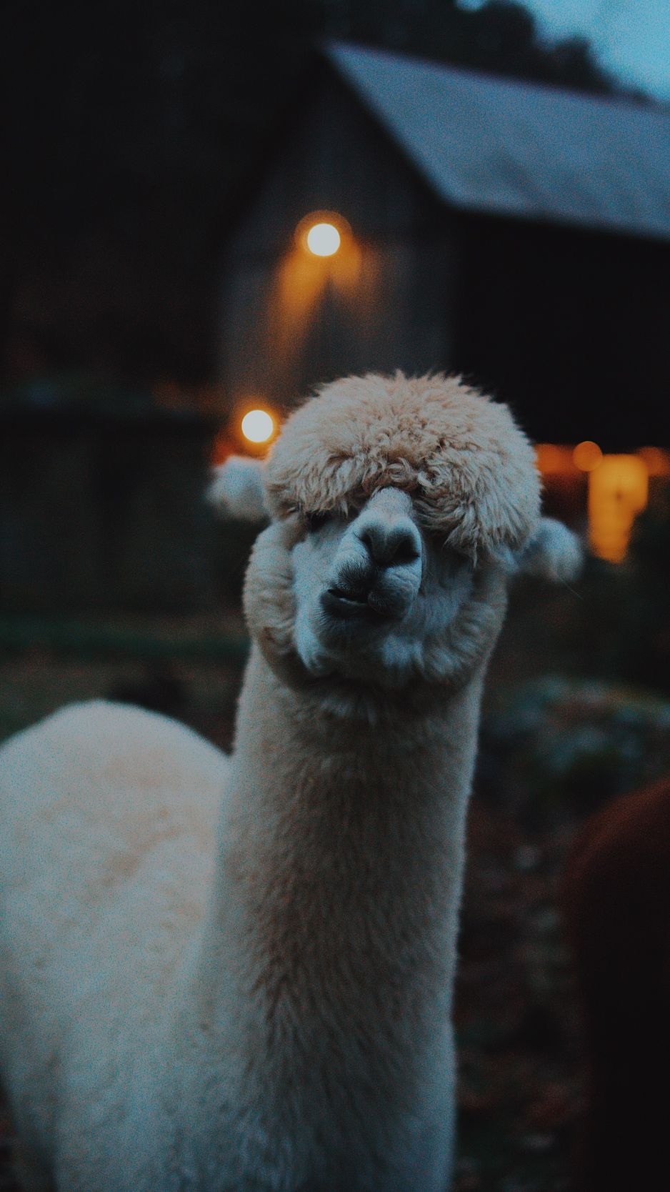 938x1668  llama эстетические обои - обои Wallpaper Cave