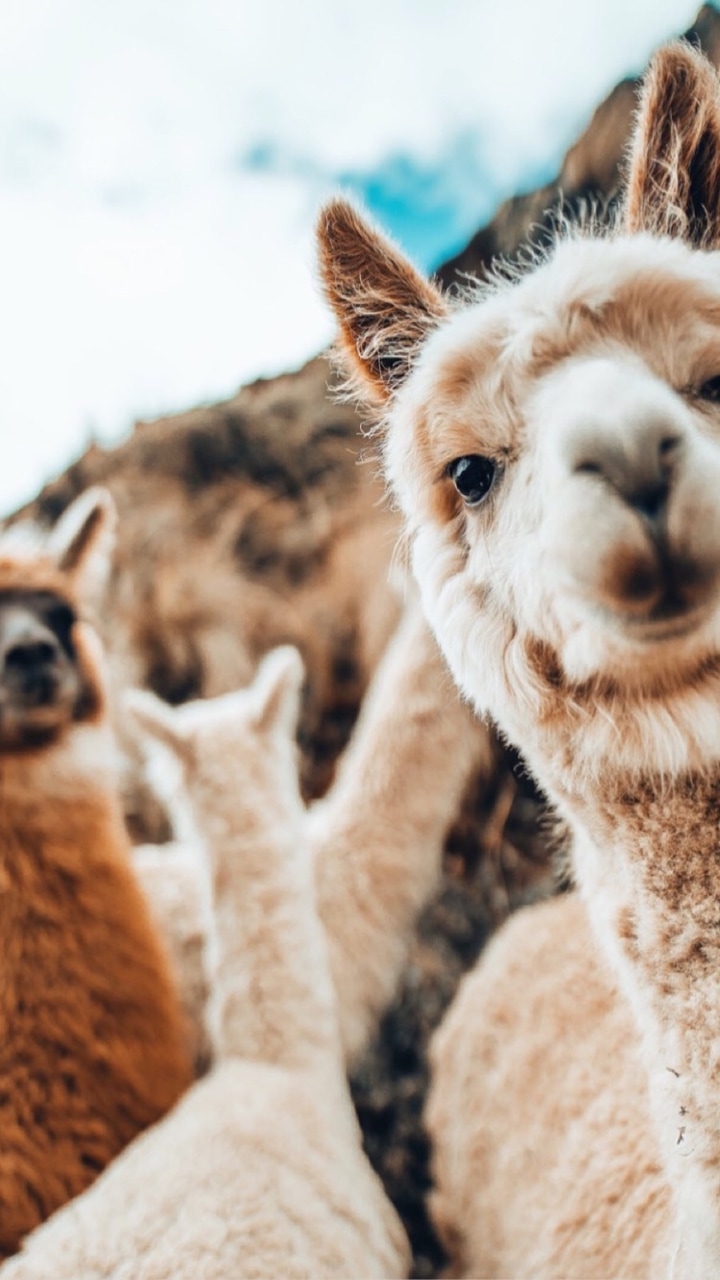 720x1280  _LLAMA Обои | iPhone Wallpapers