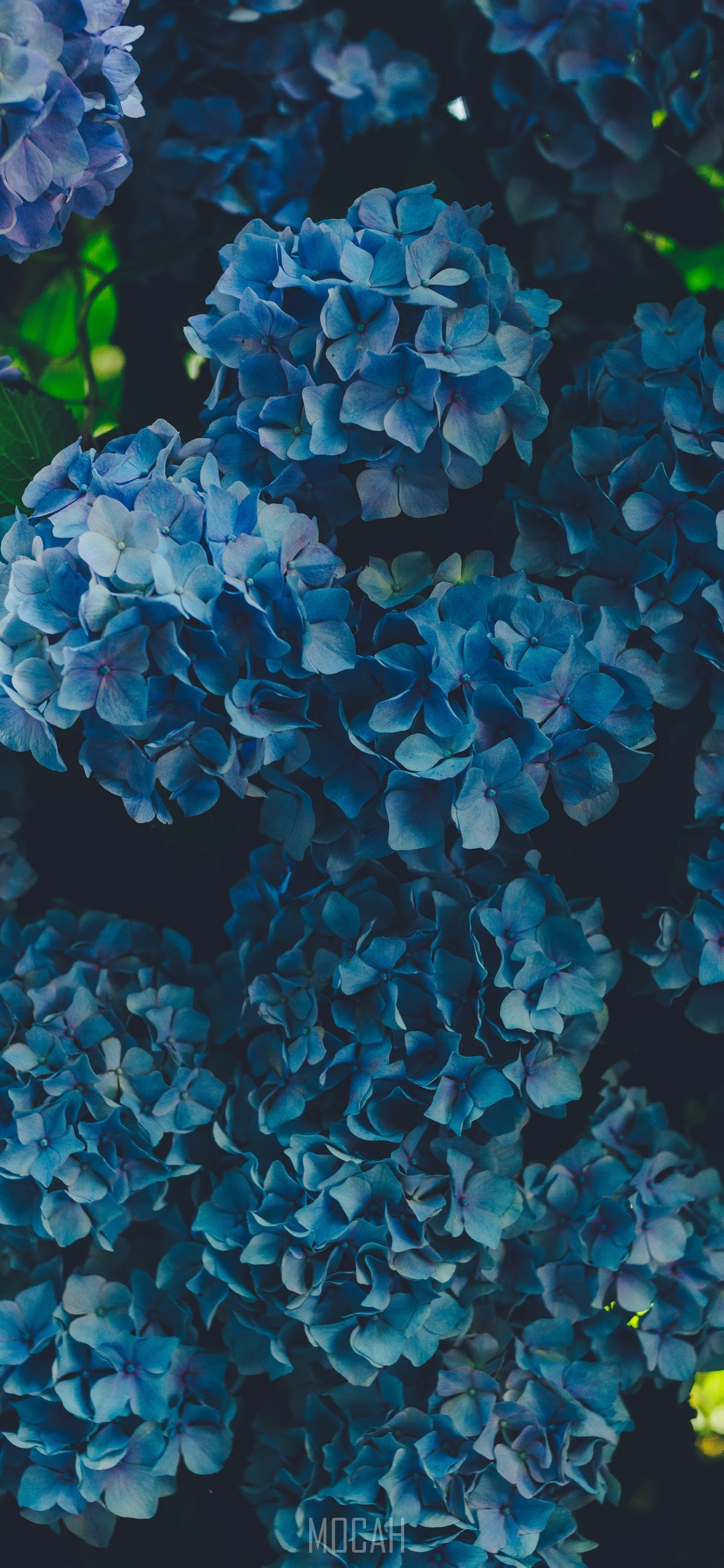 1080x2340  hydrangea обои телефон - 1242x2208 обои - Teahub.io 