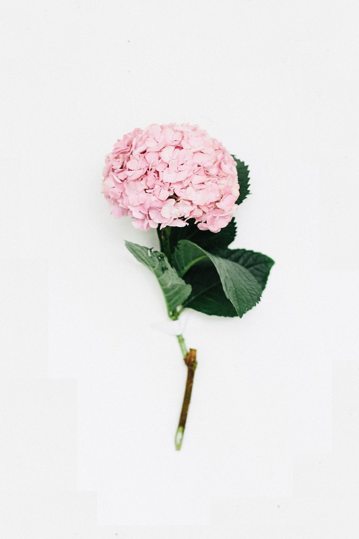 1181x1771  wallpaper день |. Соцветие, Буш, размытие, Гортензия, Блум для HD, 4K Wallberday для рабочего стола, Mobil ... | Цветы фотографии, обои гортензии, цветок эстетика aestetic