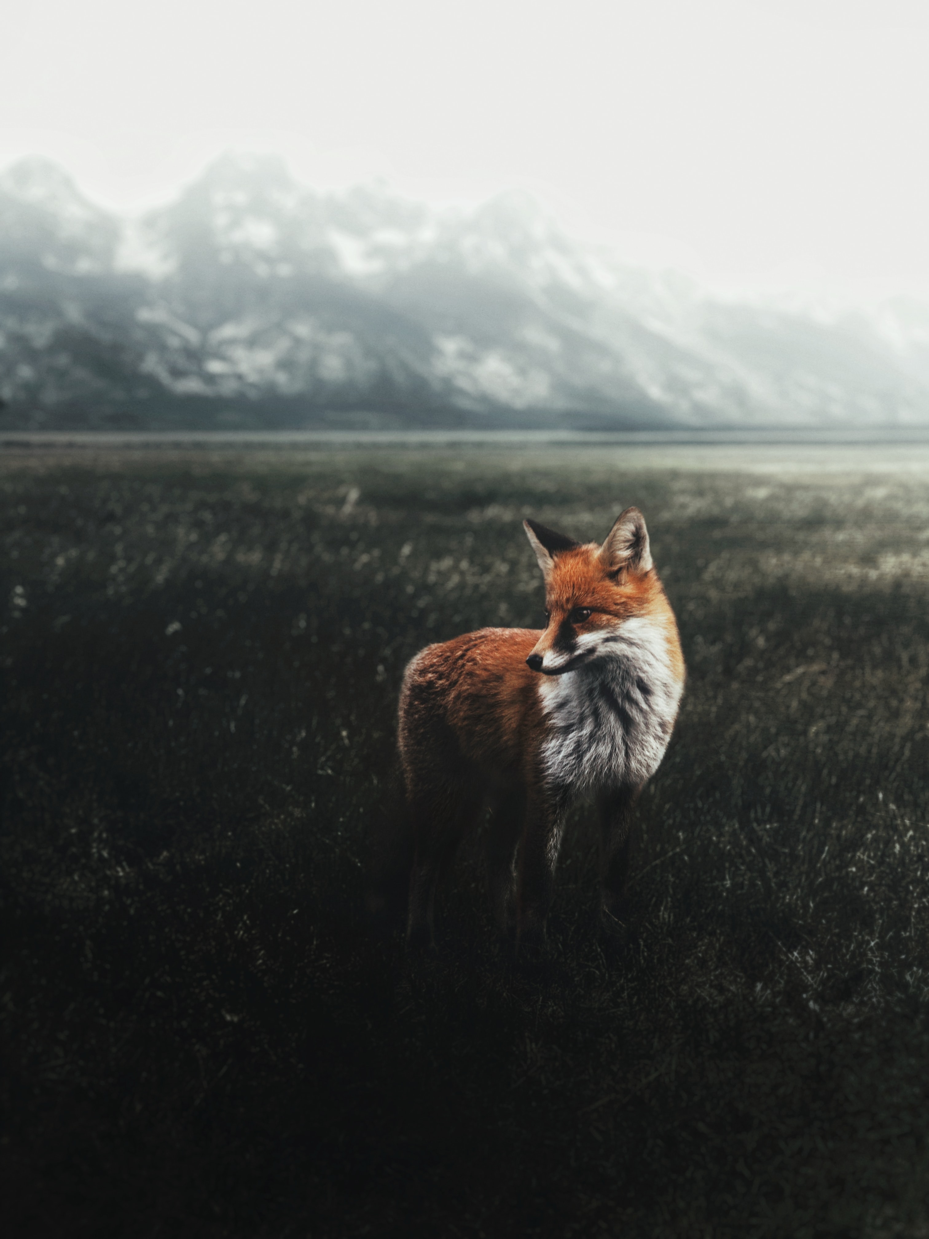 Fox Phone Wallpapers - Top Free Fox Телефон Фоны - WallpaperAccess