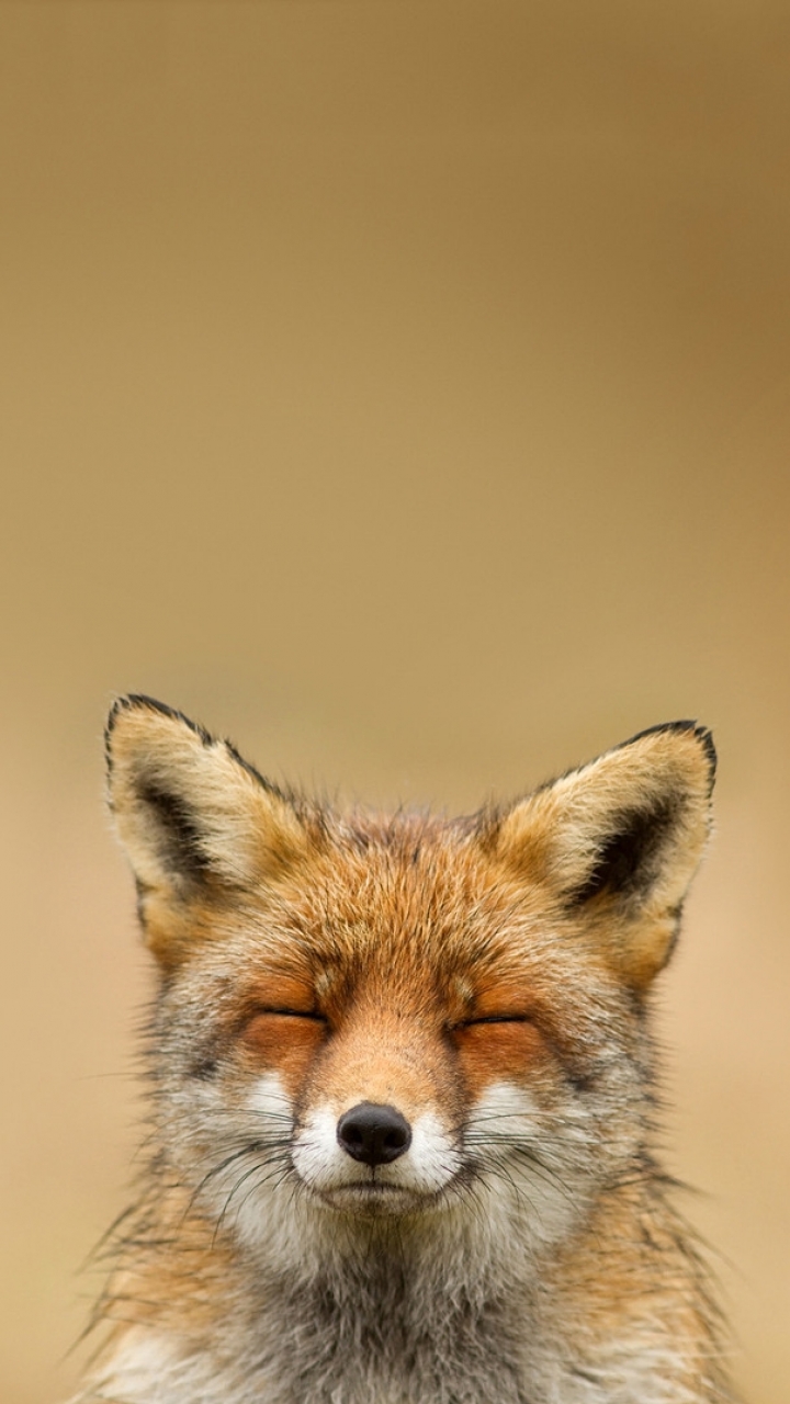 720x1280  _animal Fox - Mobile Abyss 
