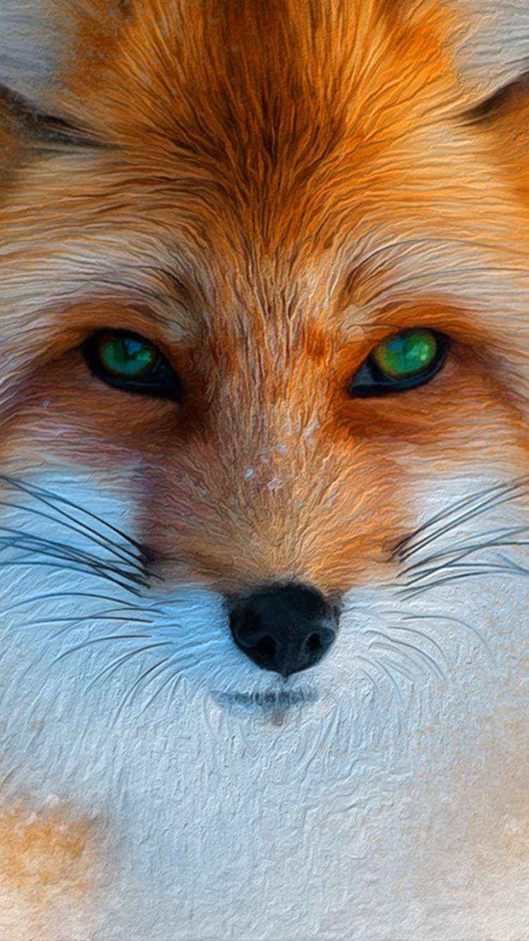 750x1334   Fox Phone Wallpaper - 1000x1600 - Скачать обои HD - Wallpapertip