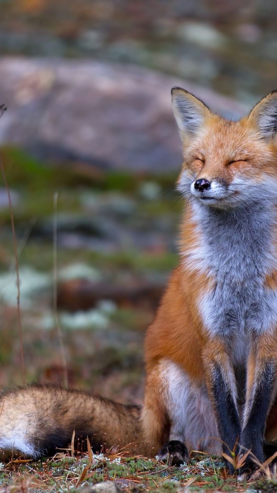1080x1920   Fox Phone Обои размещены Ryan Walker