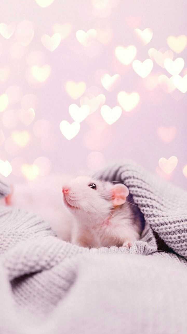 720x1280  Hamster Meme Обои - Верхний бесплатный хомяк Мемпс фоны - WallpaperAccess