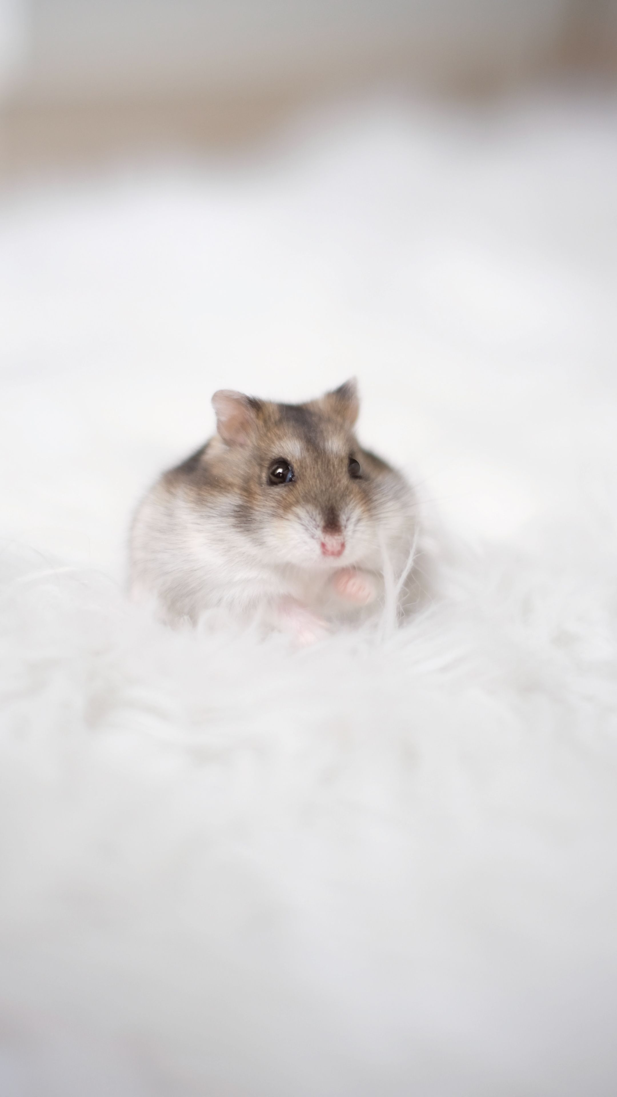 2160x3840  iPhone Hamster Обои - KoLPaPer - Удивительный Free HD Wallpapers