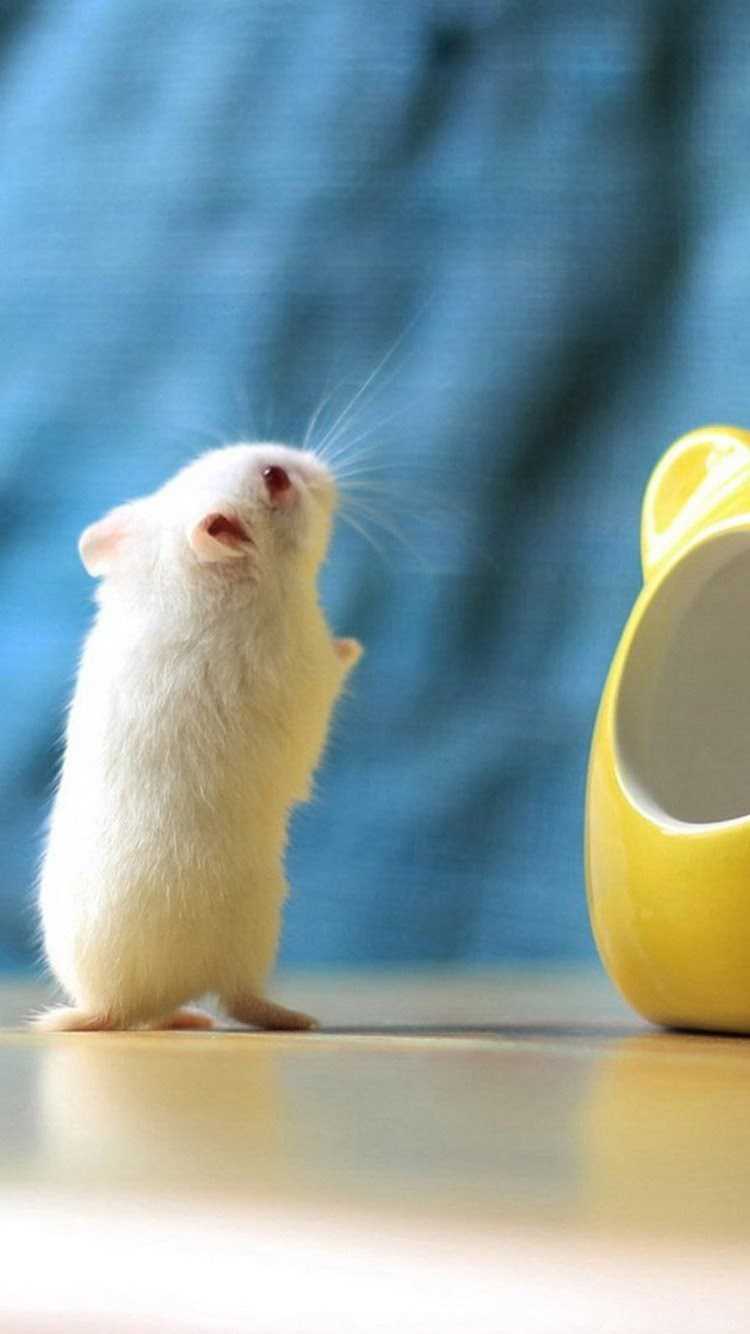 750x1334  my хомяка, милый, пушистый, домашние животные, HD на мобильном обои | Peakpx