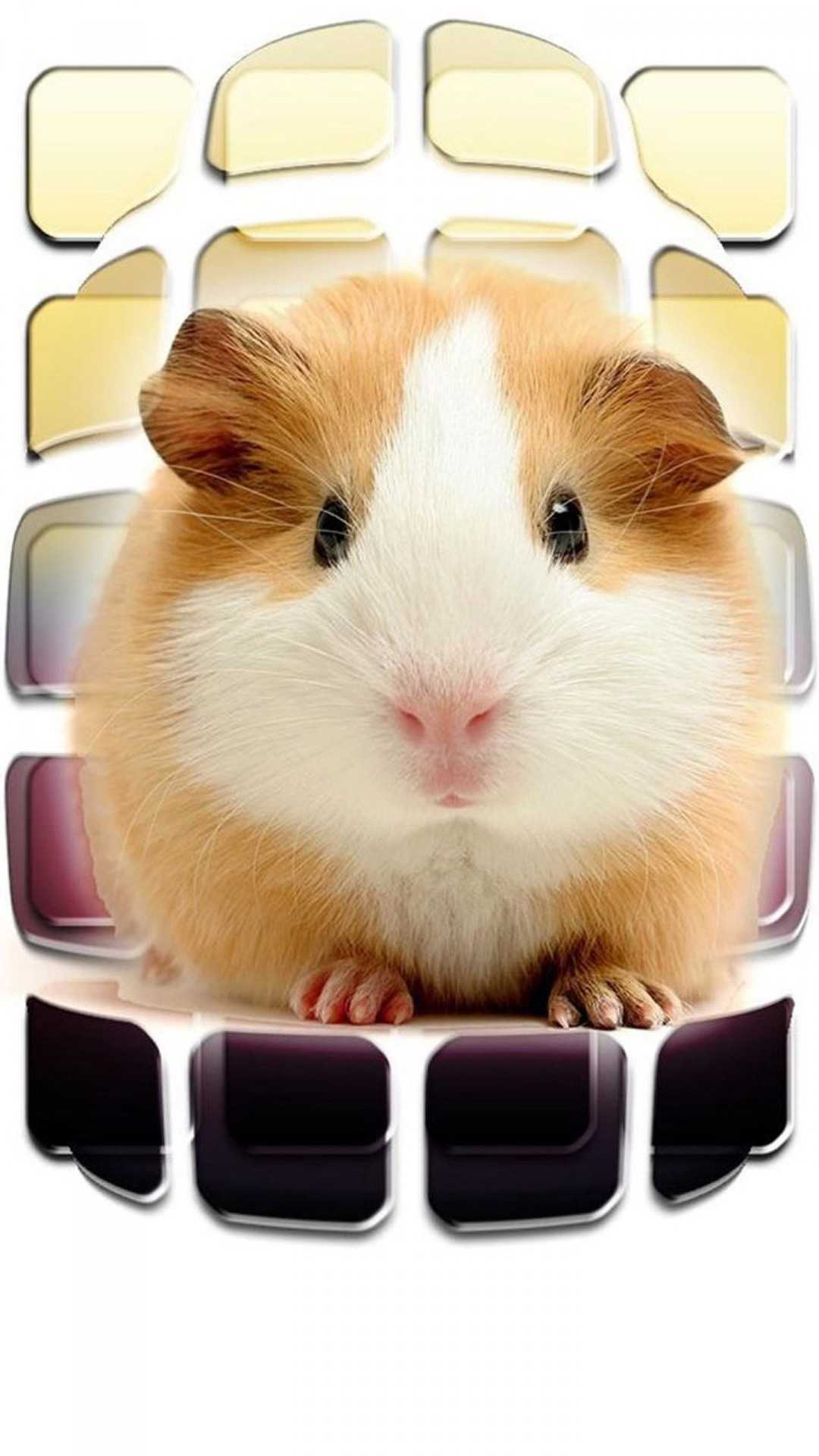 1080x1920  cute Hamster Wallpaper для iPhone 6 Plus