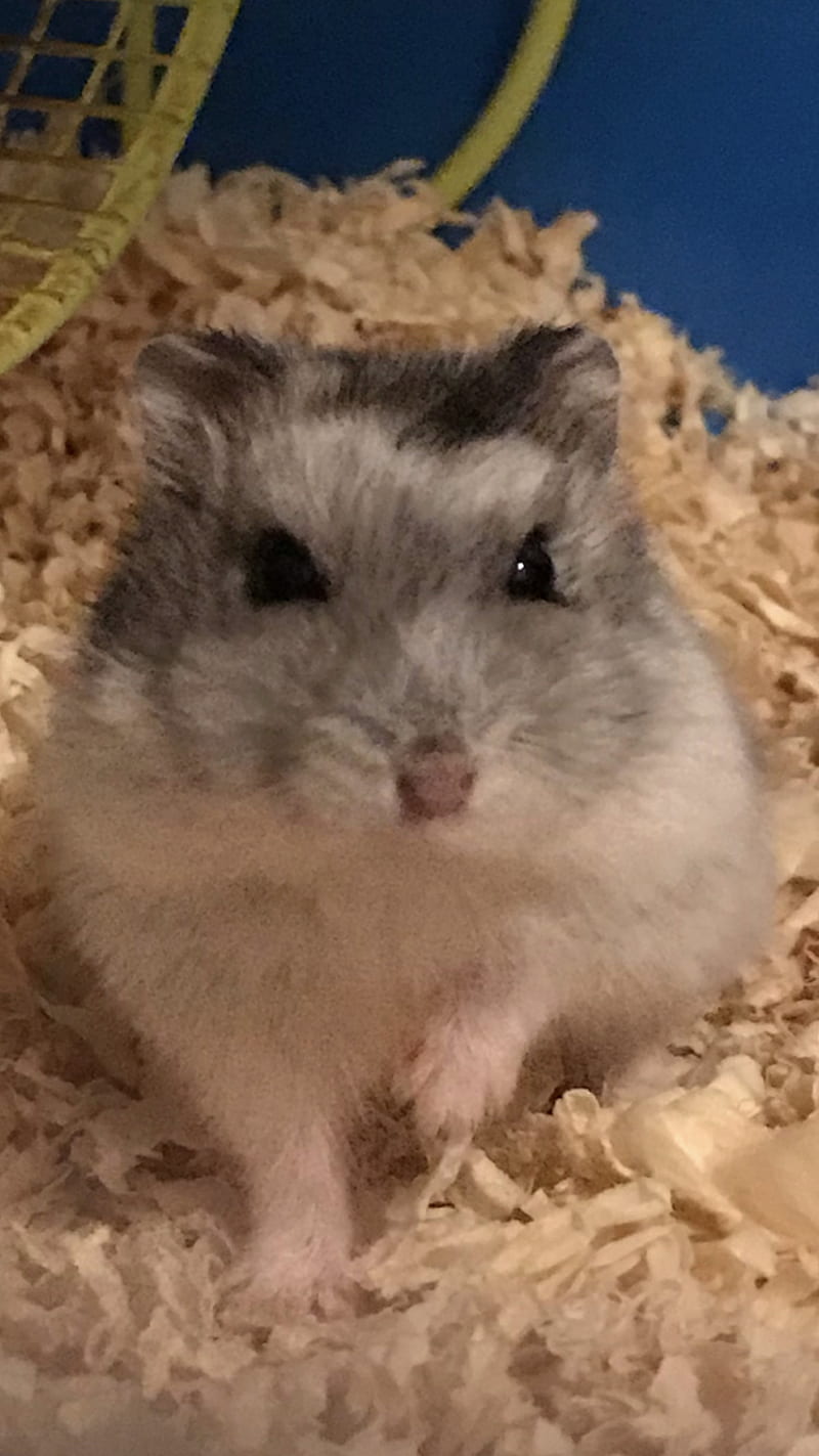 800x1423  Hamster, Животные, милые, пушистые, Hampster, Hamster, мыши, мышь, розовые, розовые пушистые единороги, HD на мобильном. Peakpx