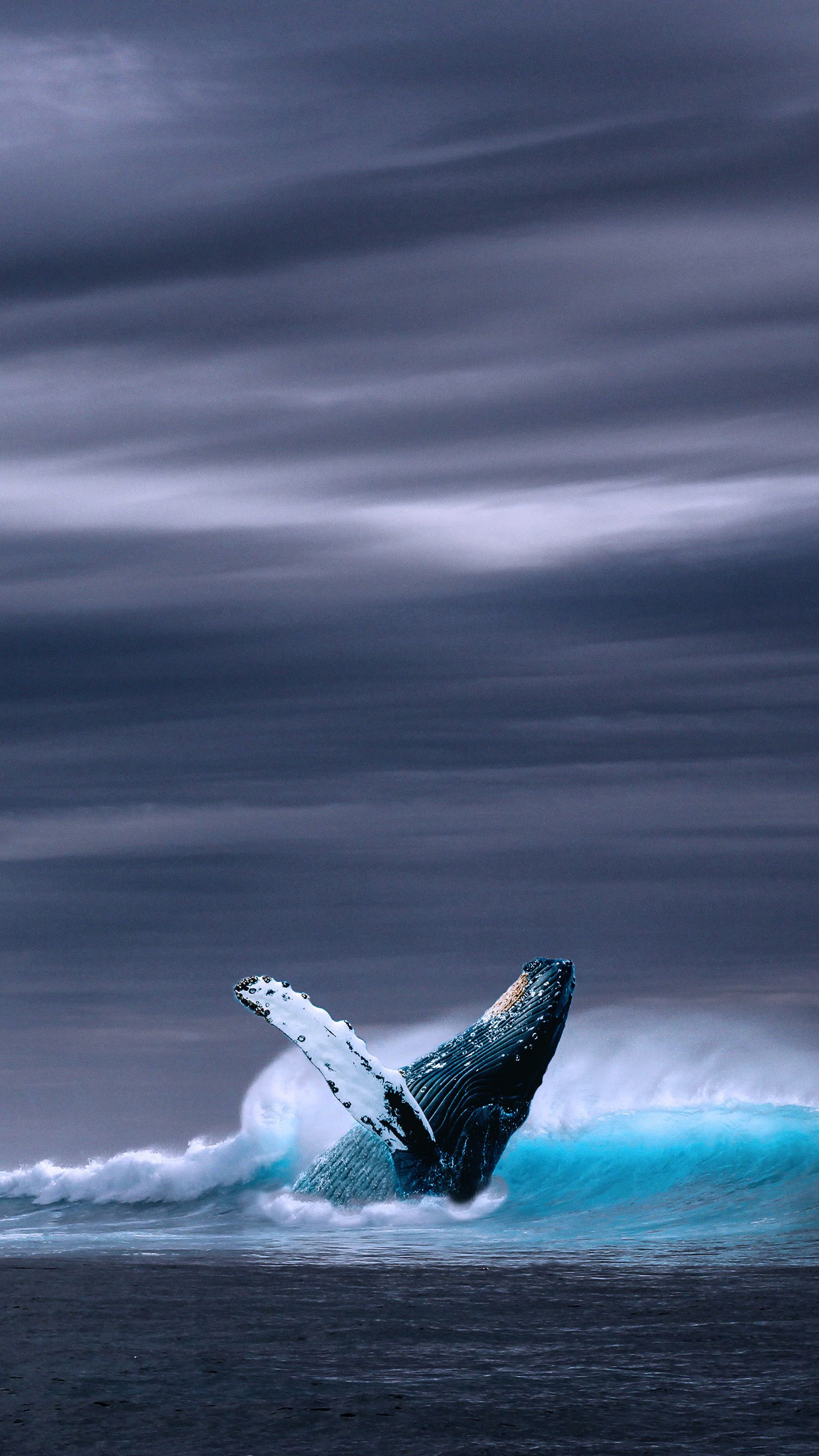 Мир обоев красногорск красный кит