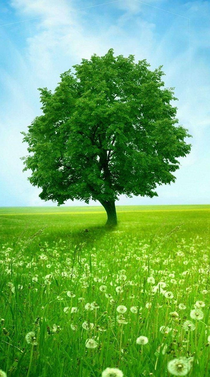 713x1280  wallpaper cosmos, цветы, поле, трава - поле белых цветов телефон - 800x1420 - скачать HD обои - Wallpapertip