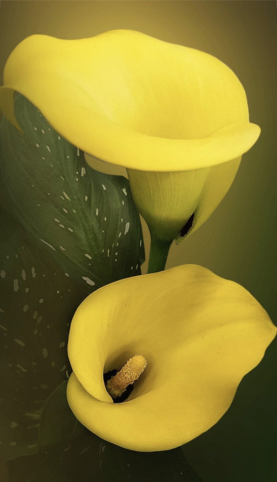1080x1880  21 Calla Lily iPhone Обои - WallpaperBoat 