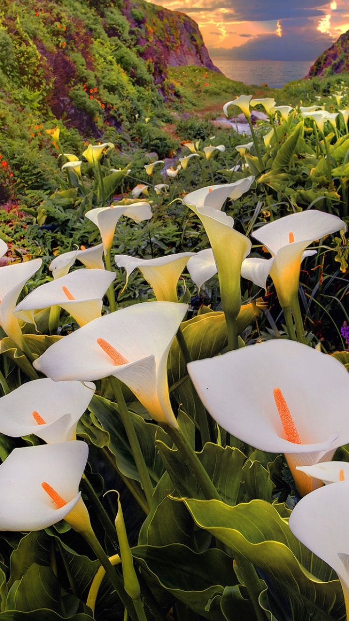 720x1280  Calla Lily от Tatjana Zlatkovic | Обои лилии, Цветы Calla Lily, Calla Lily