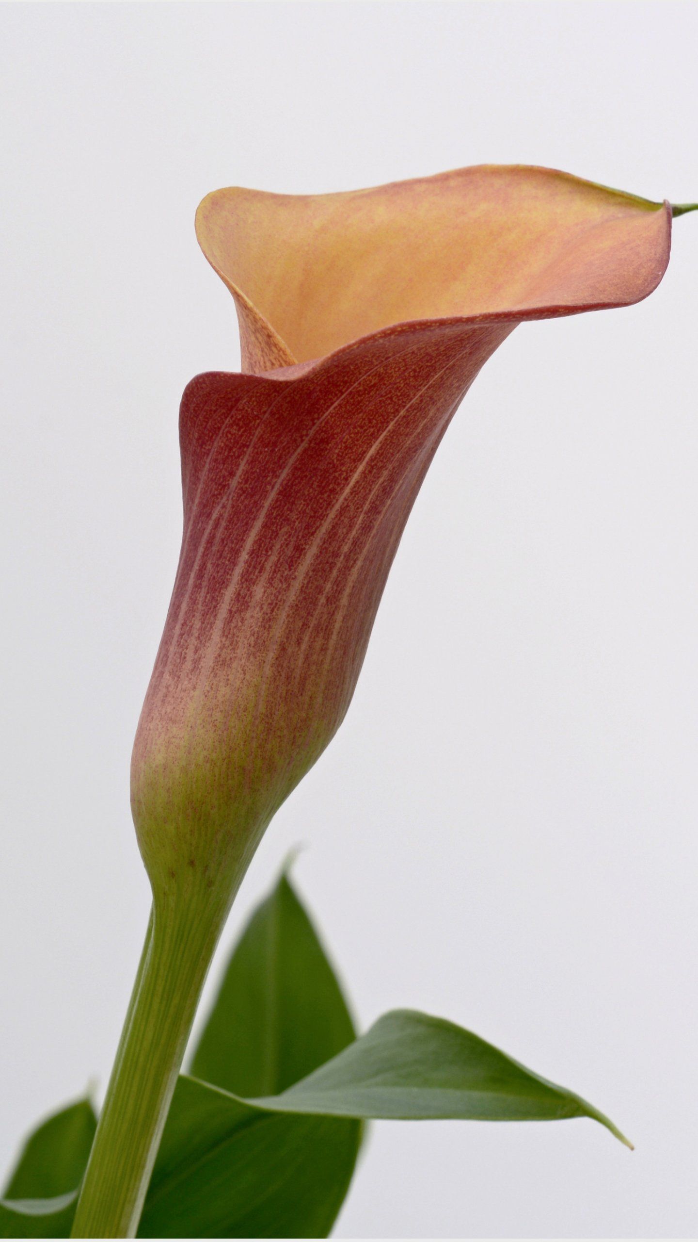 1440x2560  earth Calla Lily - Mobile Abyss