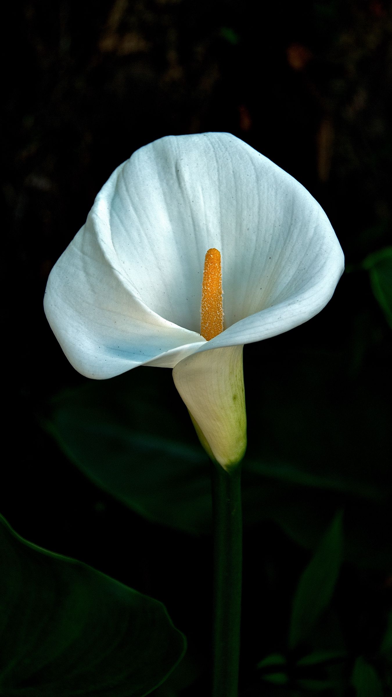 1350x2400  _download обои 1350x2400 calla, лилия, цветок, цветение, темный iPhone 8 + / 7 + / 6s + / 6 + для Parallax HD Background