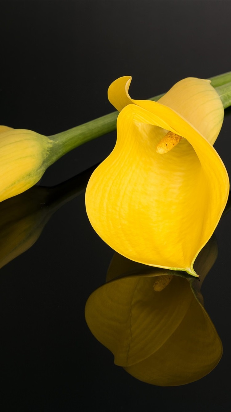 750x1334  Wallpaper Yellow Calla Lily, черный фон 1920x1440 HD Picture, Image