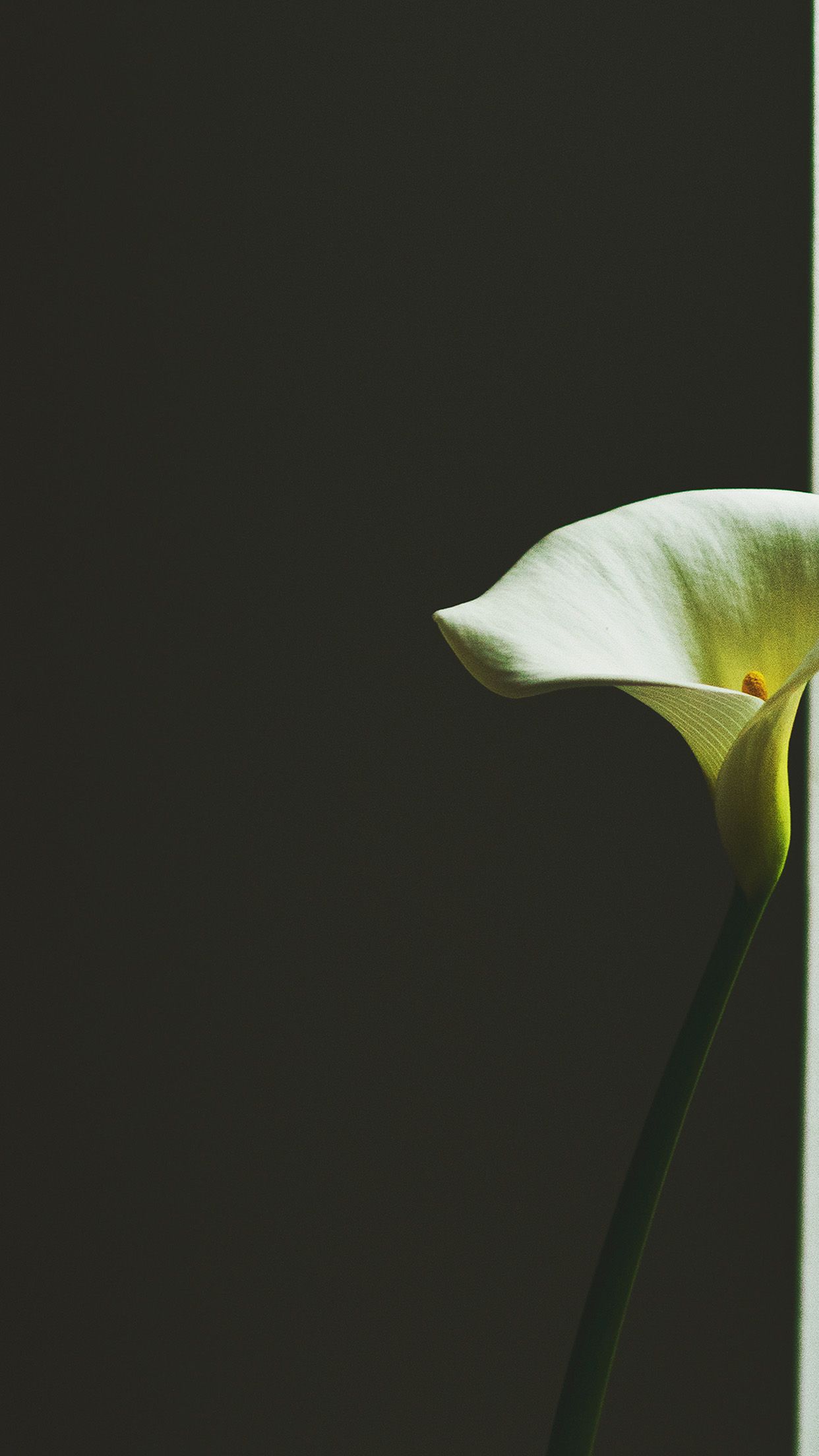 1242x2208  lilly цветок обои на wallpaperdog