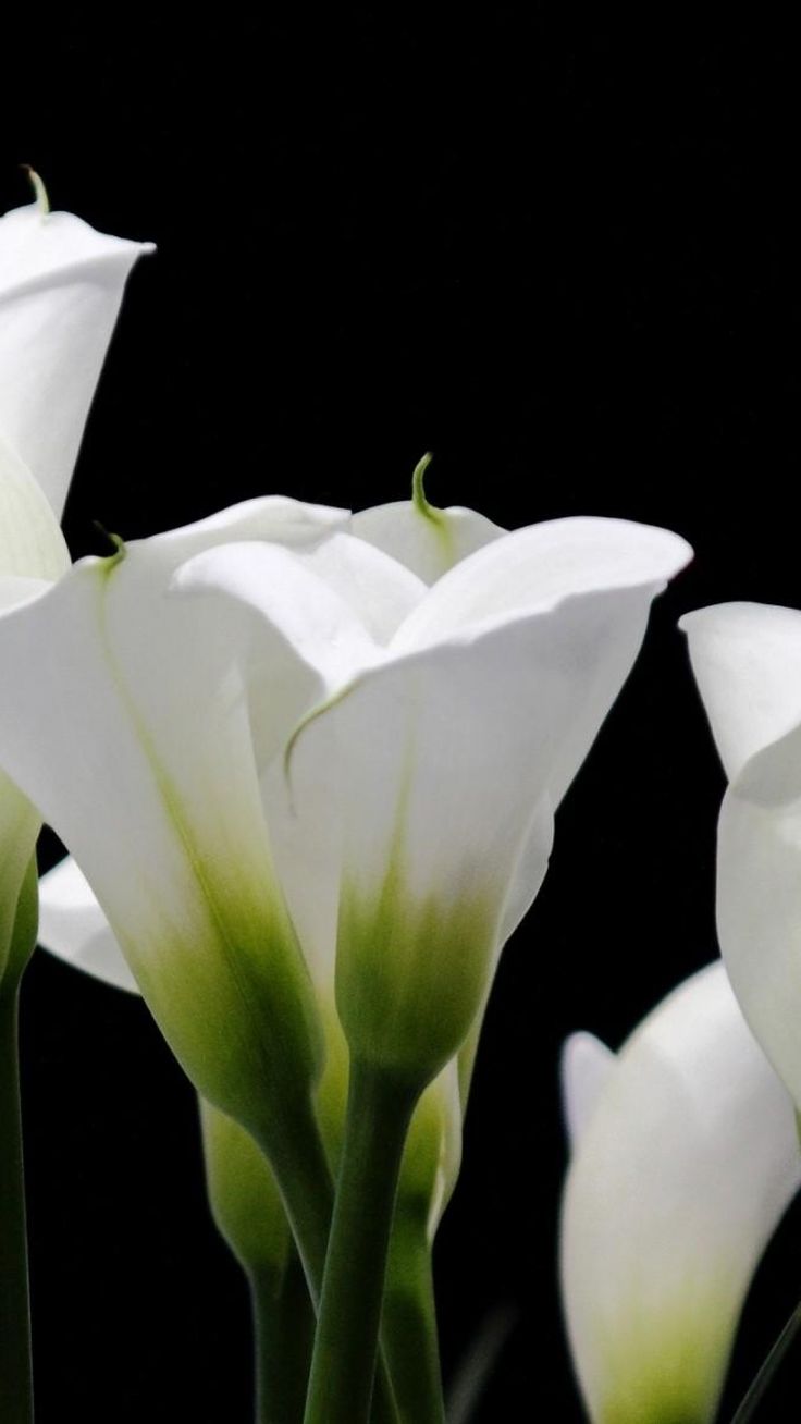 736x1308  Calla Ultra HD Desktop Фон Обои для 4K UHD TV: WideScreen \ U0026 Ультравидный рабочий стол \ U0026 Ноутбук: планшет: Smartphone