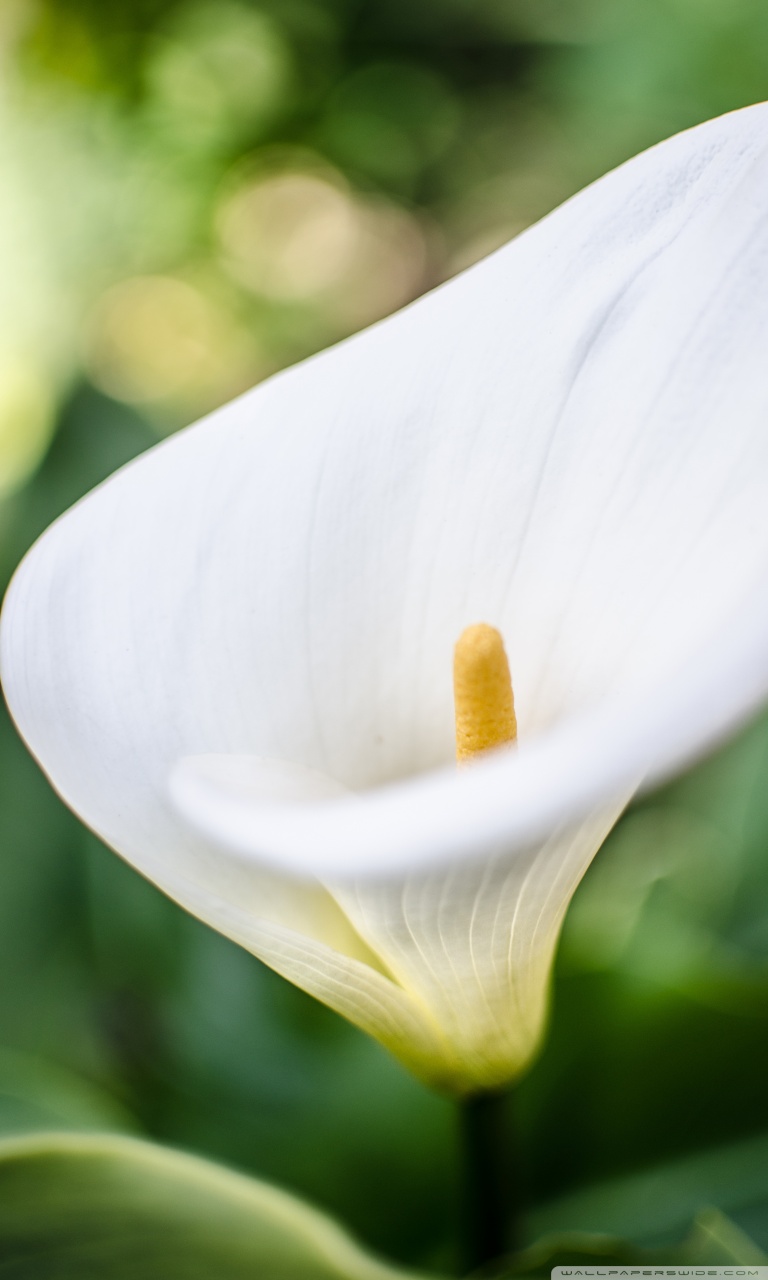 768x1280  free Скачать фиолетовый Calla Lilies Wallpaper Calla Lily Цветы Wallpapers [1600x1200] Для вашего рабочего стола, мобильный u0026 таблетки | Исследуйте 70+ Calla Lily Wallpaper | Обои Calla Lily Wallpaper, Обои Лили для настольного компьютера, 