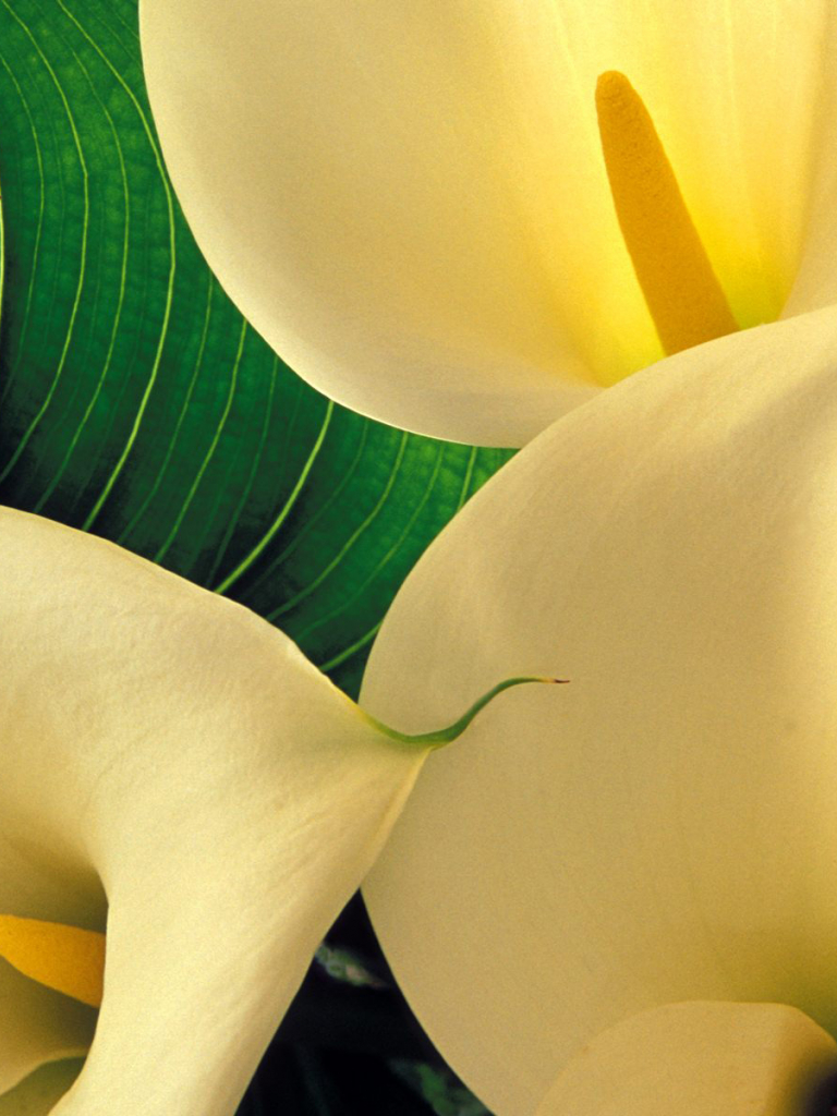 768x1024   Calla Lily Pictures | Скачать фотографии на unsplash 