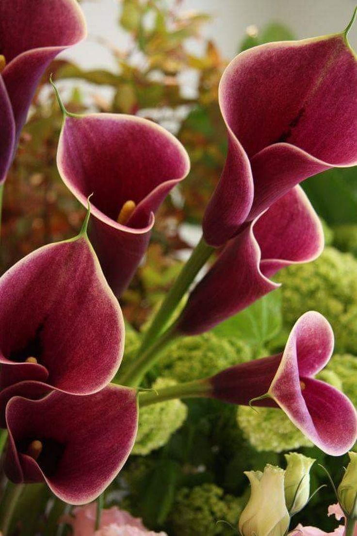 736x1104   Лили iPhone Обои - Верхняя свободная лилия iPhone Фон - WallpaperAccess