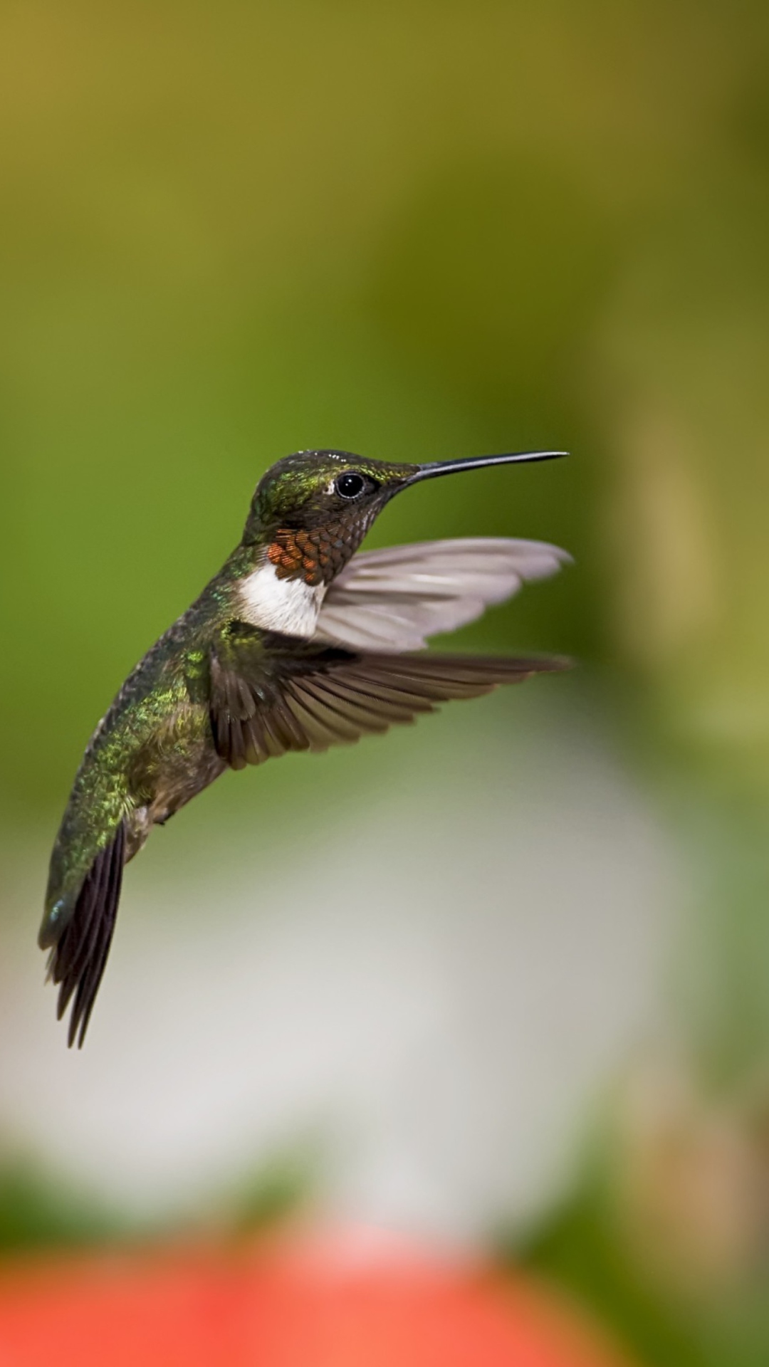 1080x1920  WALLPAPERS | FC Lokomotiv Moscow