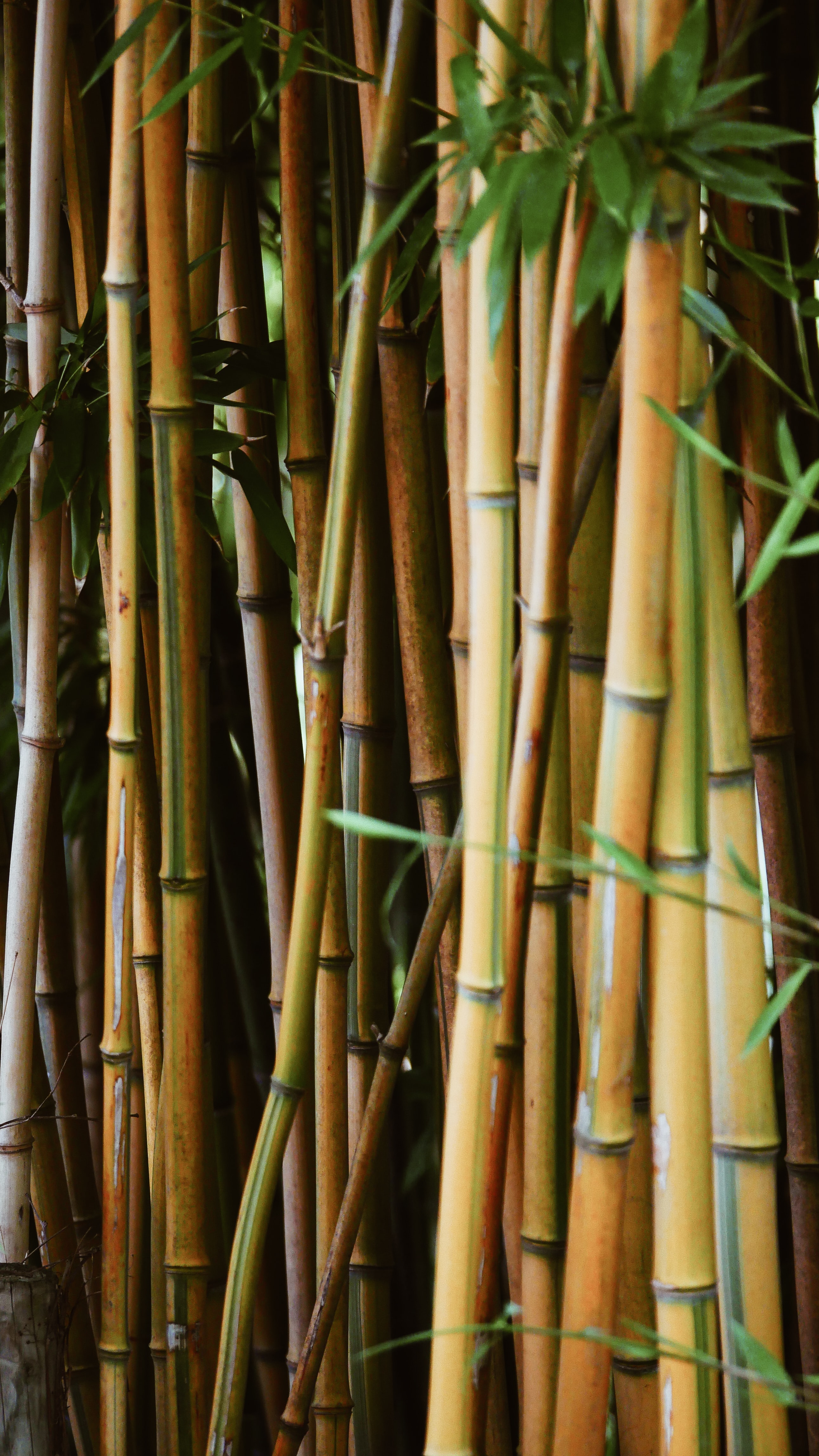 2584x4592   100+ Bamboo Pictures | Скачать бесплатно изображение \ U0026 Стоковые фотографии на unsplash
