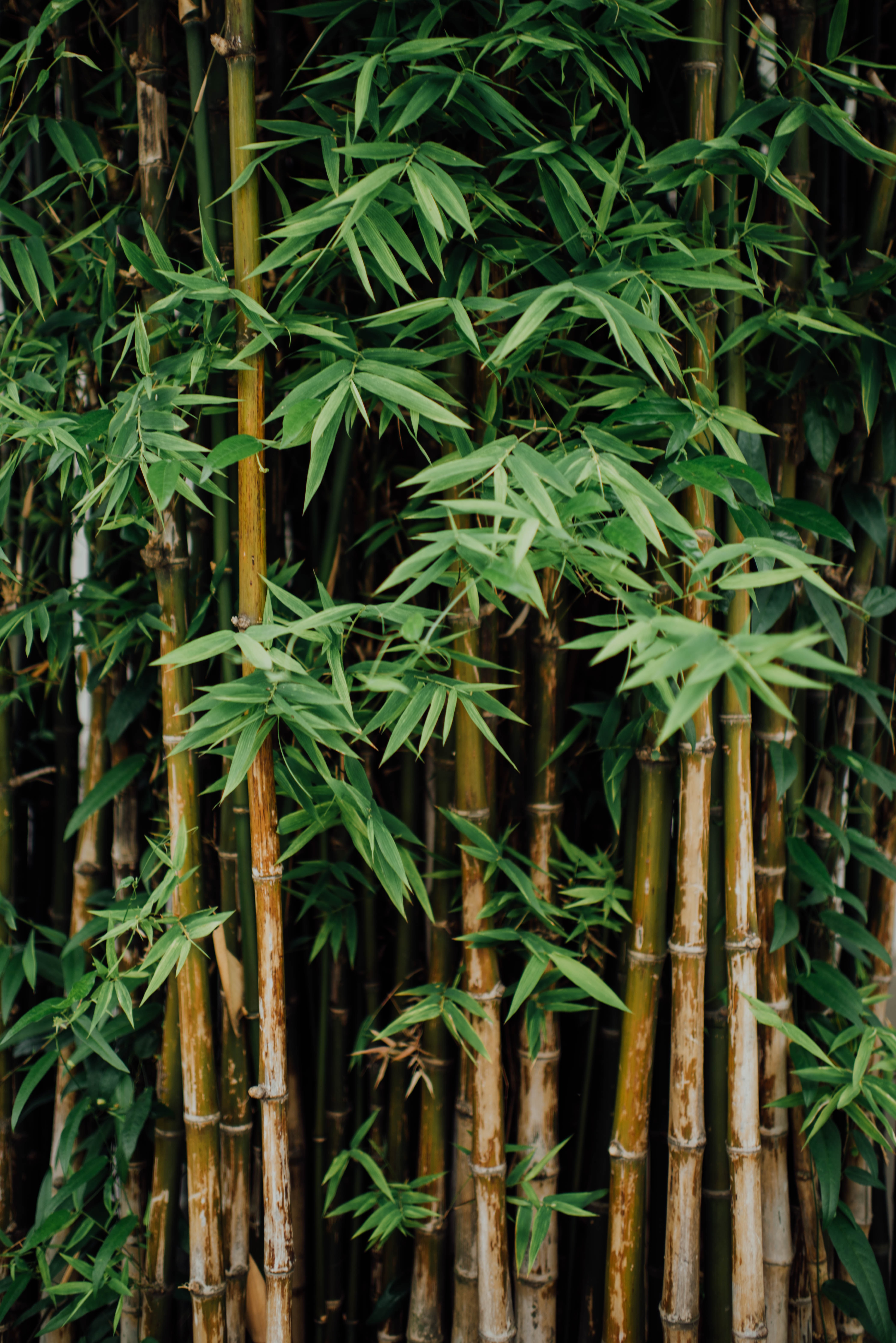 4187x6274  Lucky Bamboo Pictures | Скачать фотографии на unsplash 