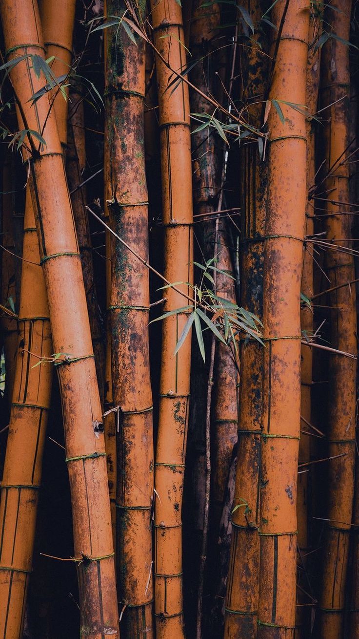 736x1308  Lucky Bamboo Pictures | Скачать фотографии на unsplash