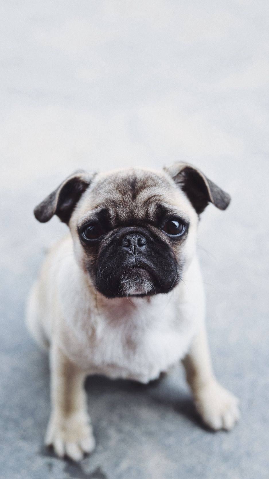 938x1668  Pug iPhone Обои - Лучшие бесплатные фоны для iPhone с мопсами - WallpaperAccess