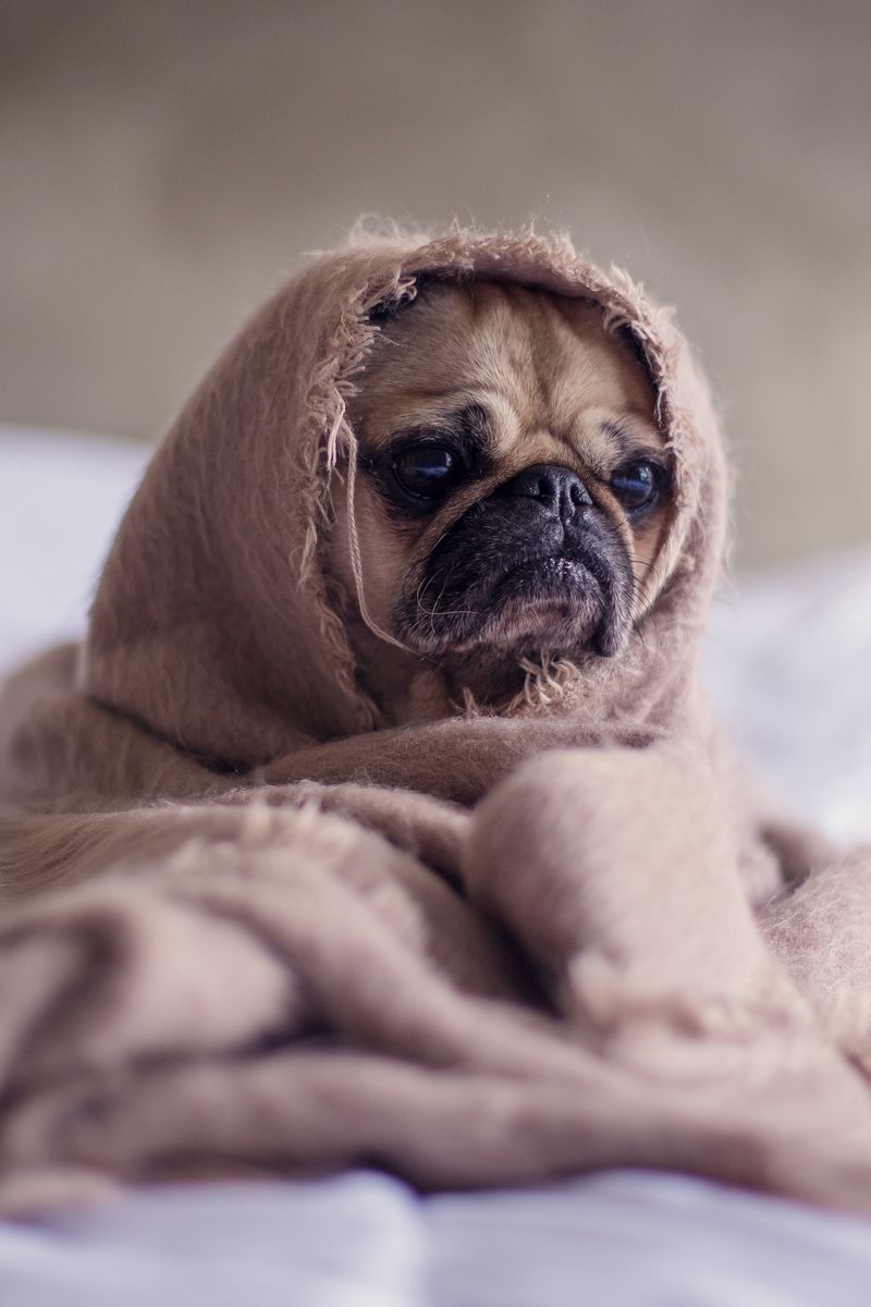 800x1200  Download wallpaper 800x1200 pug dog blanket iphone 4s / 4 for parallax hd background 