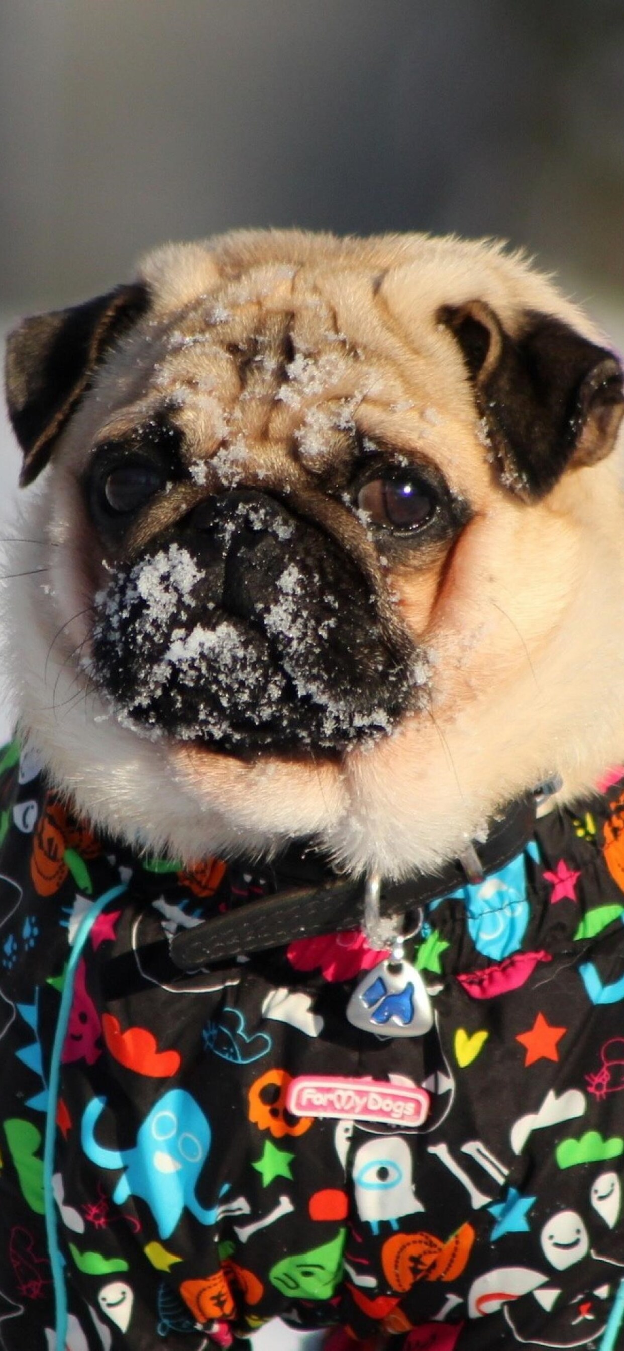 1242x2688  1242x2688 Мопс в снегу Iphone XS MAX HD 4k Обои Изображения Фоны Фото и картинки