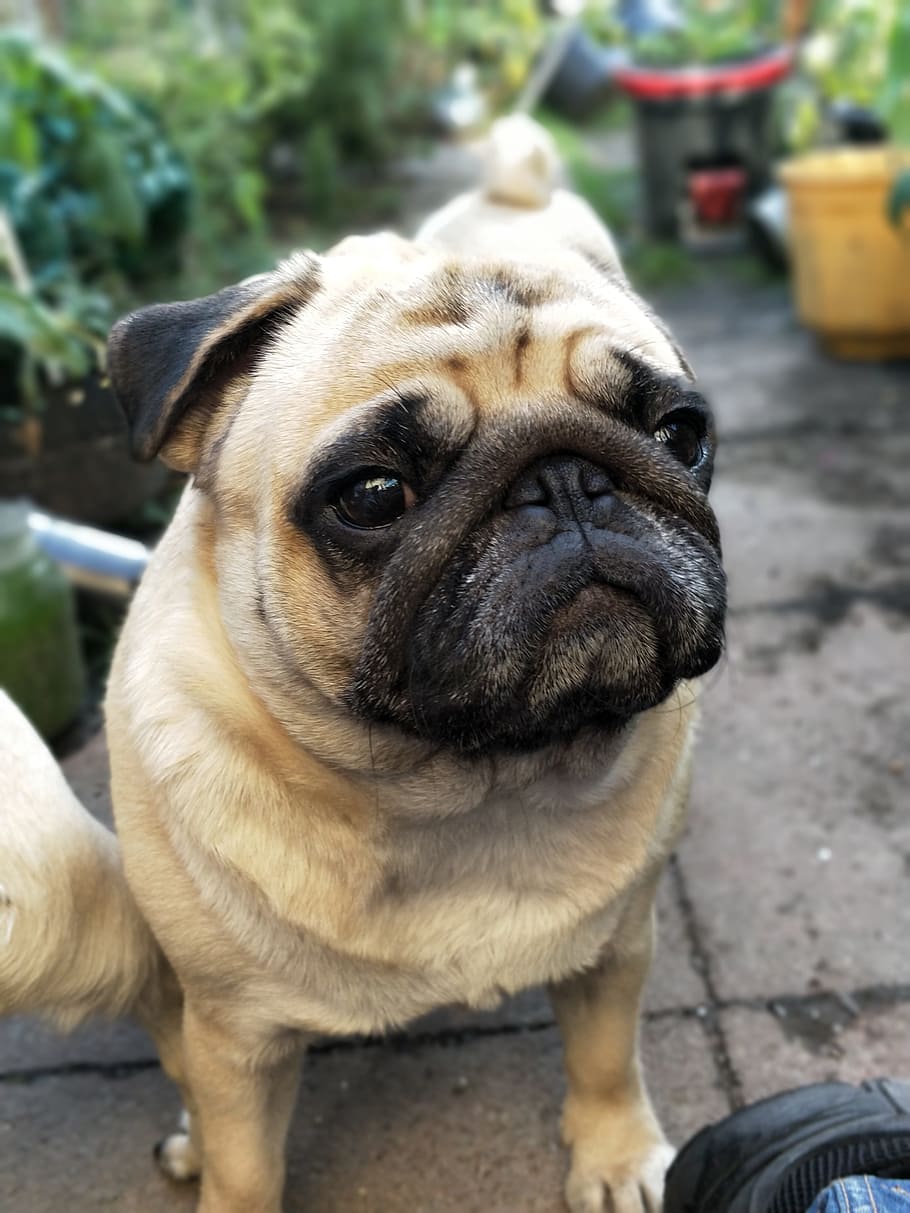 910x1213   HD обои: селективный фокус фото палевого мопса в дневное время Мопсы Собаки | Wallpaper Flare